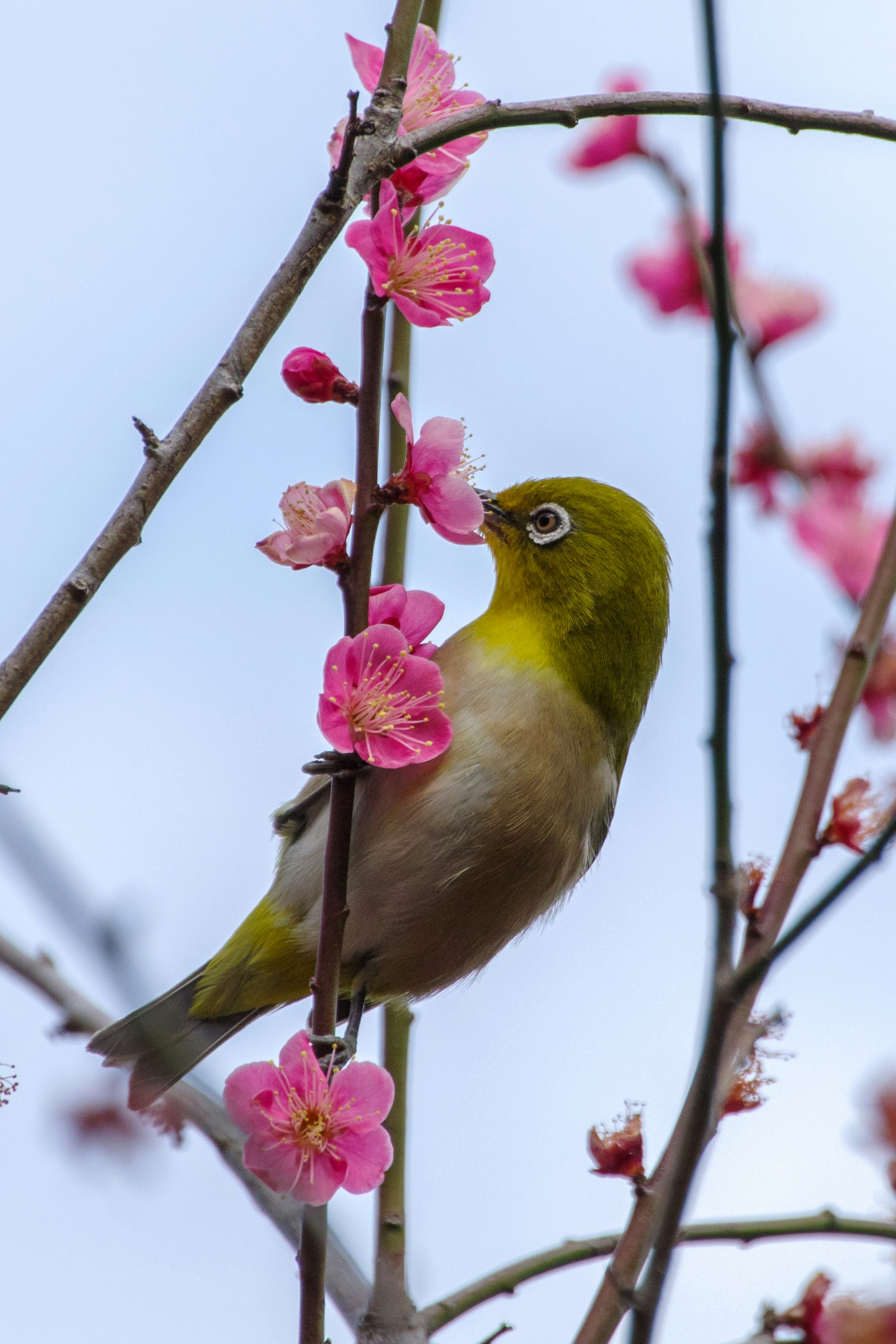 Burung hijau mencari makanan di antara bunga sakura merah muda