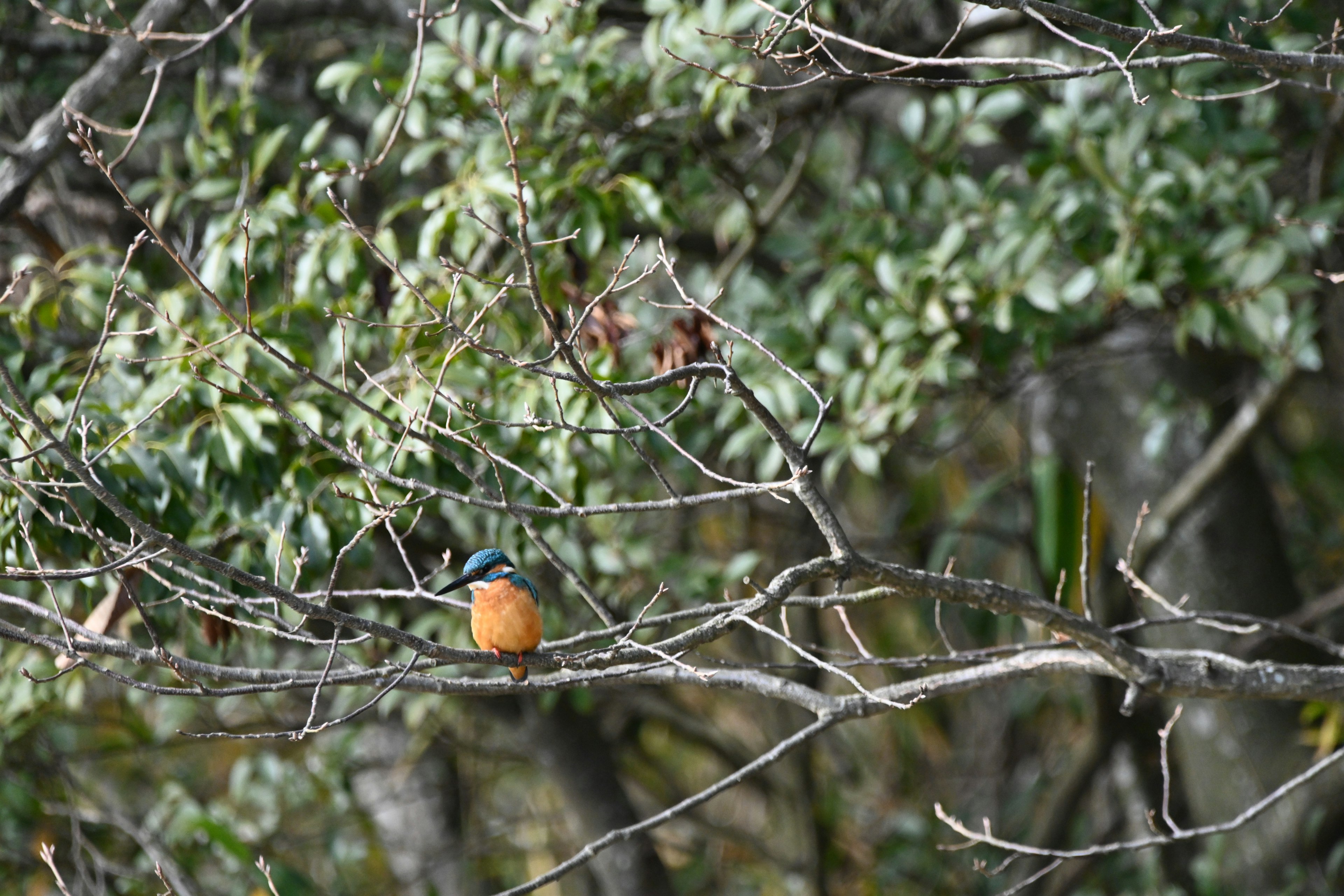 Un martin-pêcheur perché sur une branche avec des feuilles vertes en arrière-plan