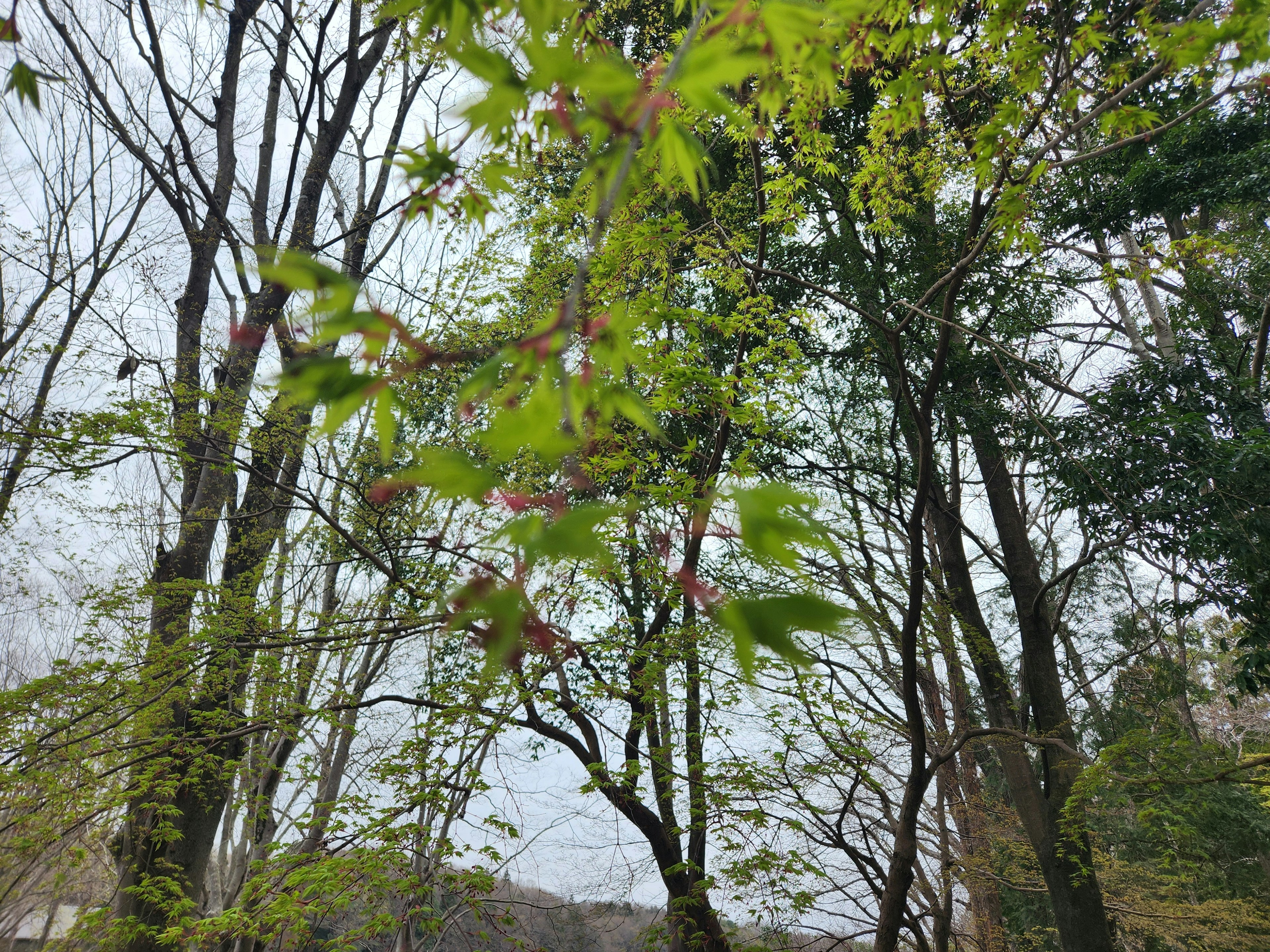 Un paesaggio con alberi dalle foglie verdi