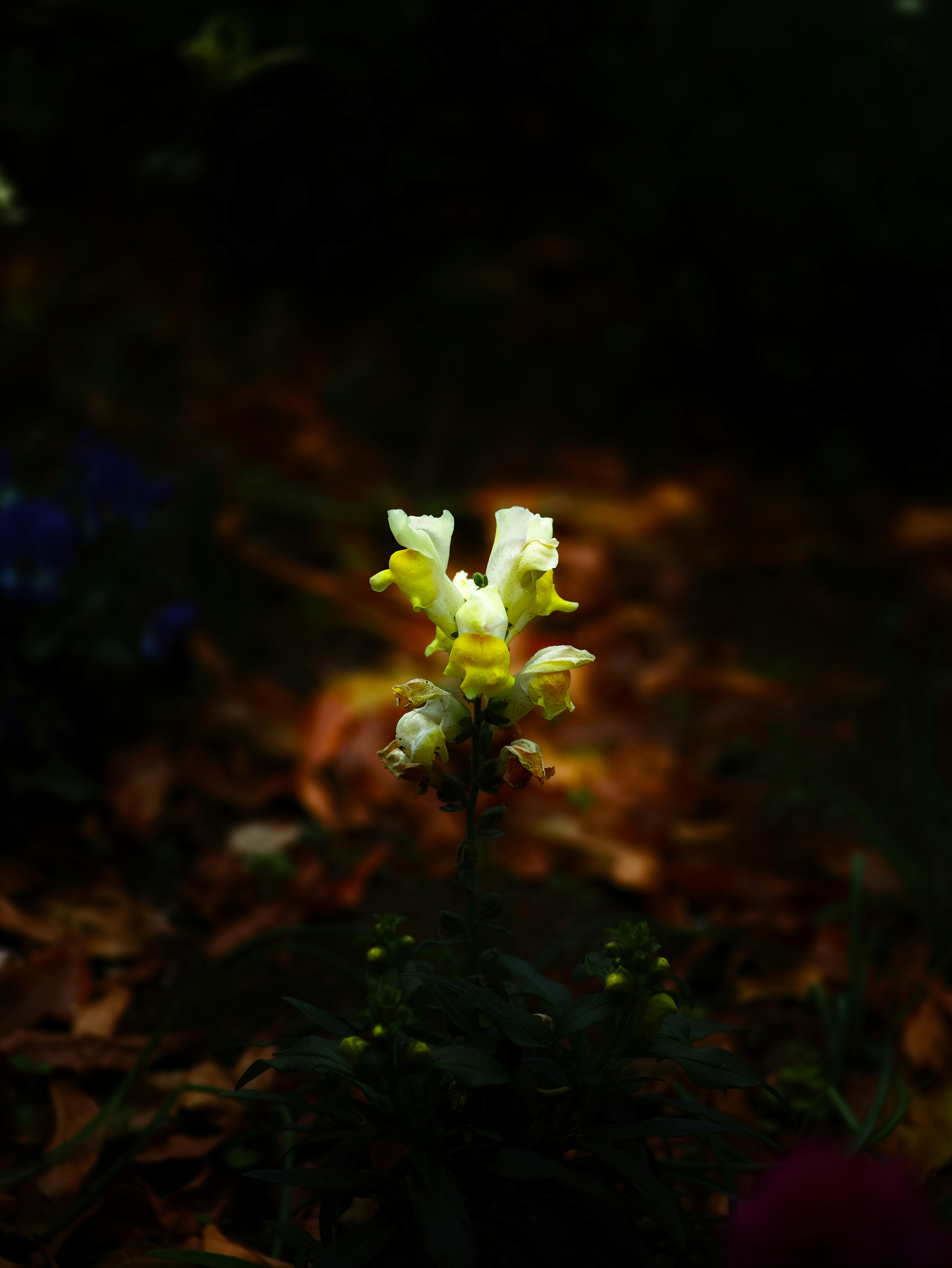 Close-up of a white flower illuminated against a dark background