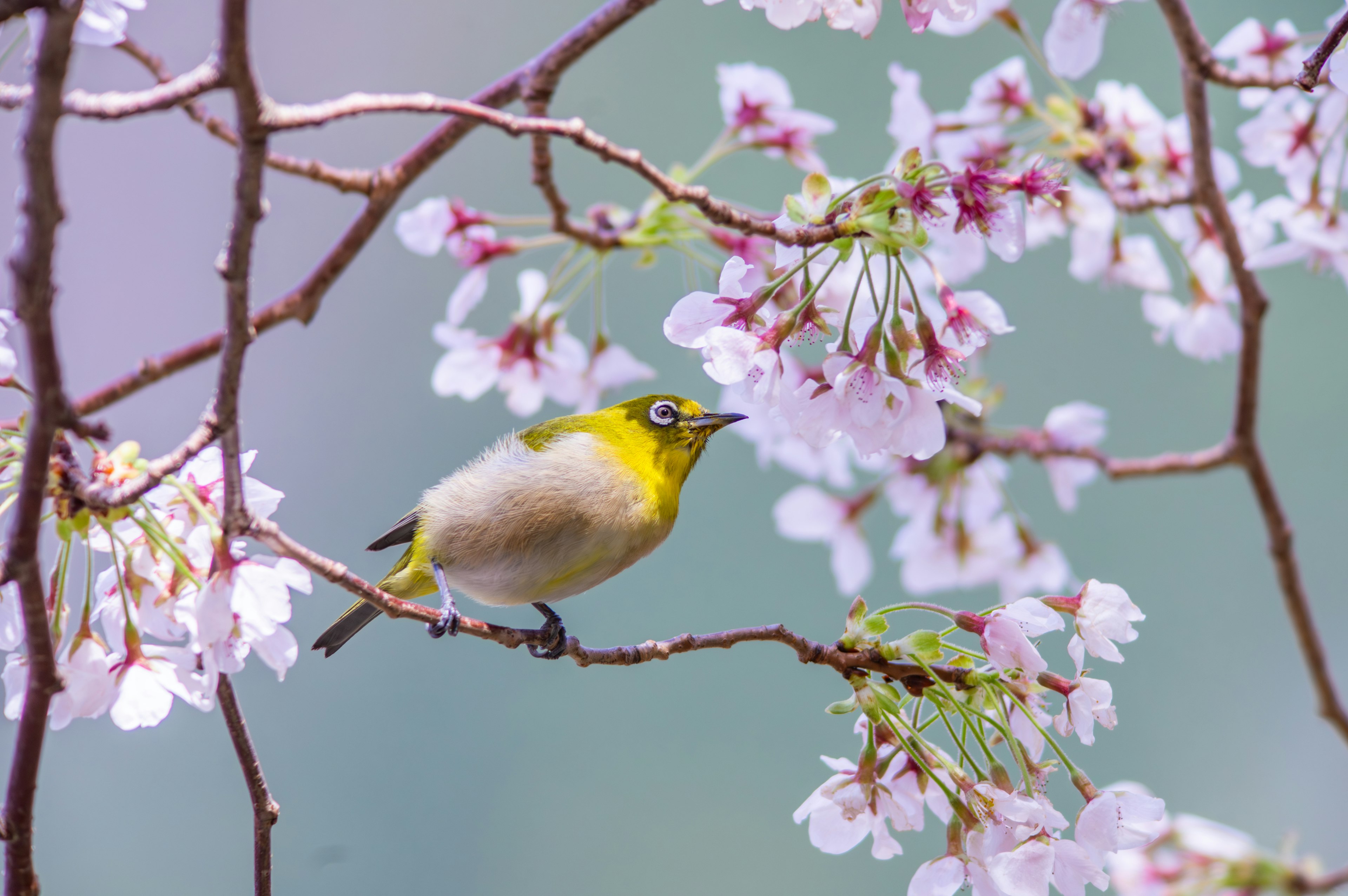 Seekor burung kecil bertengger di antara bunga sakura