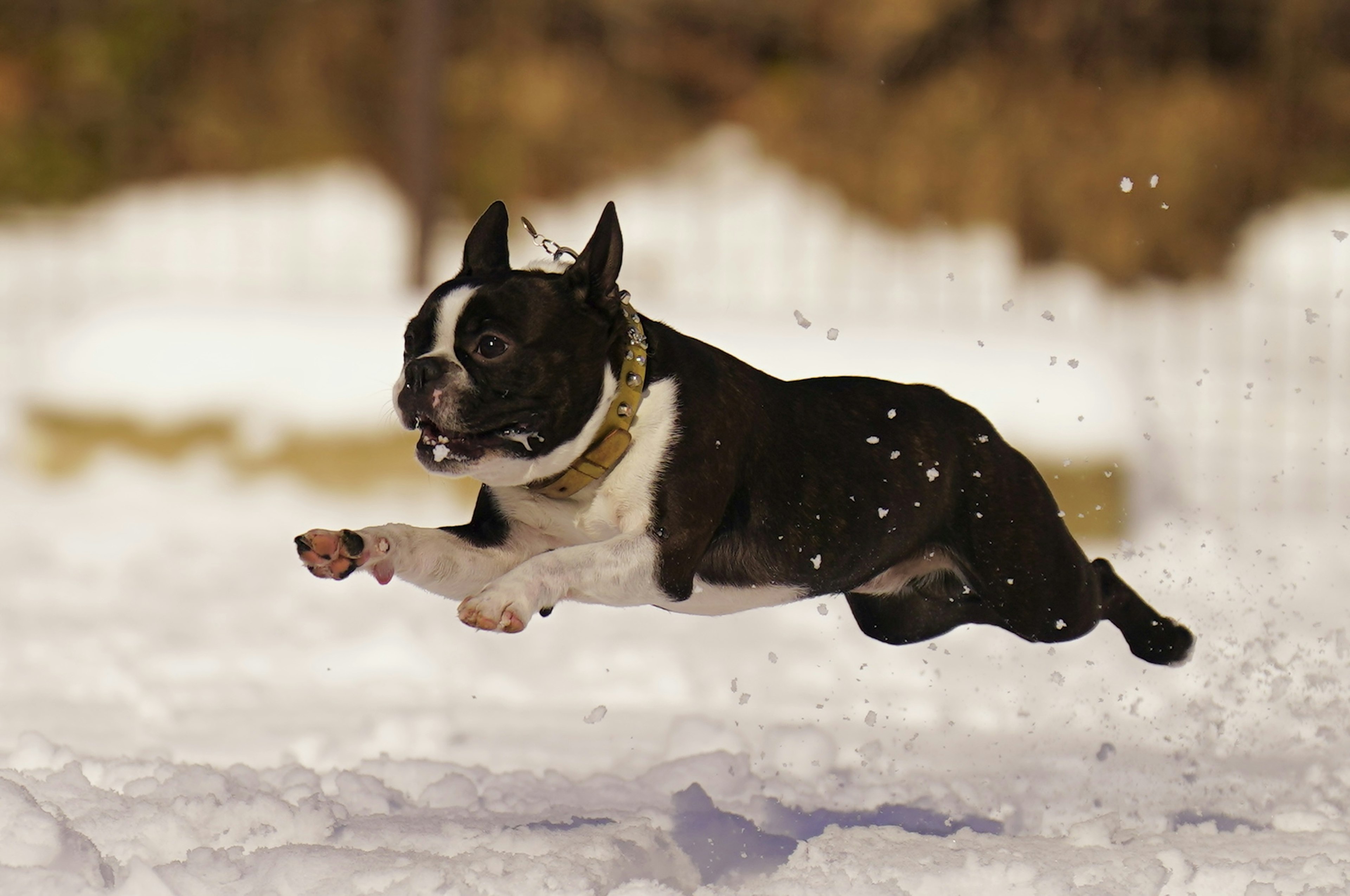 Boston Terrier dog leaping through snow