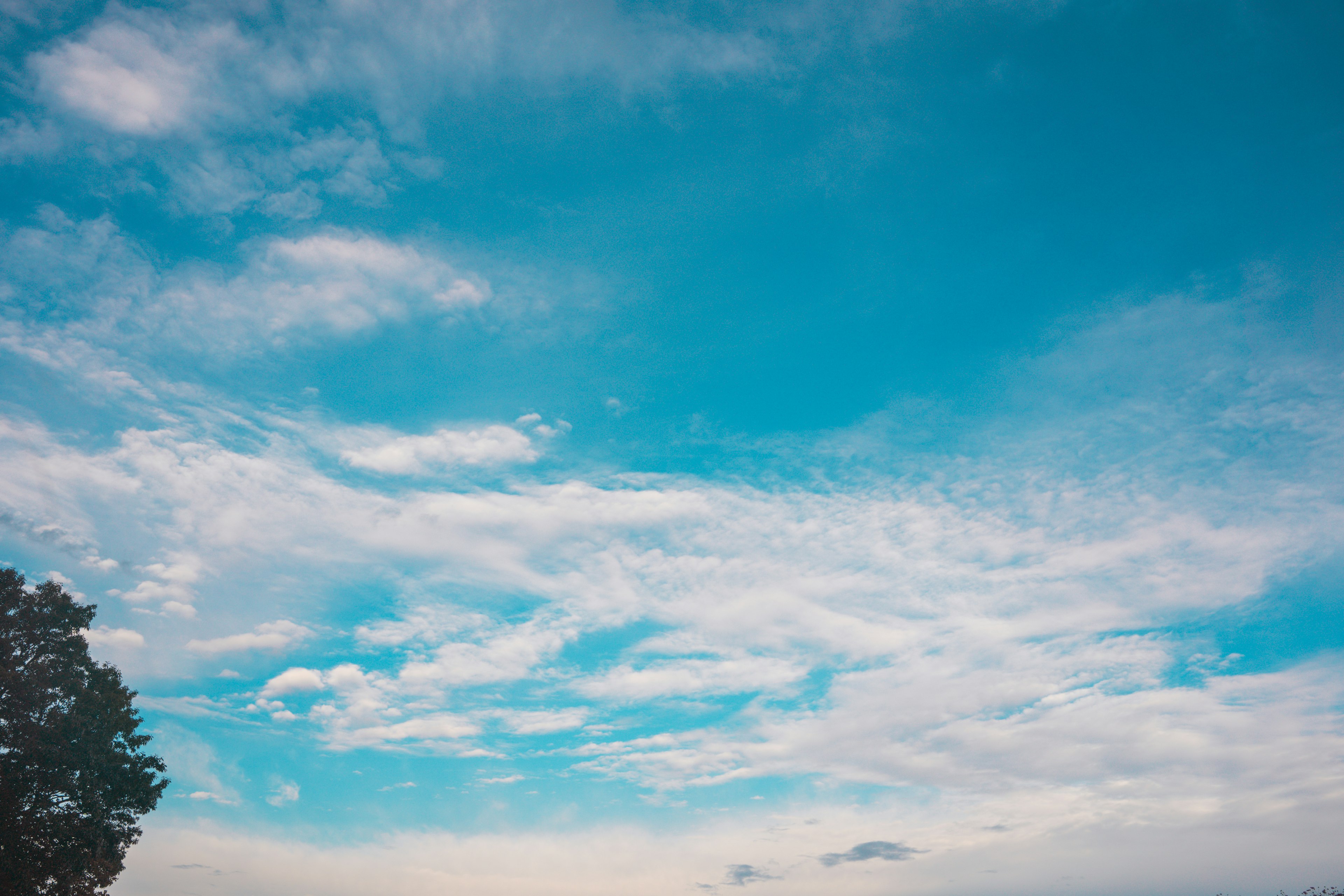 Un paysage avec un ciel bleu et des nuages blancs avec un arbre au premier plan