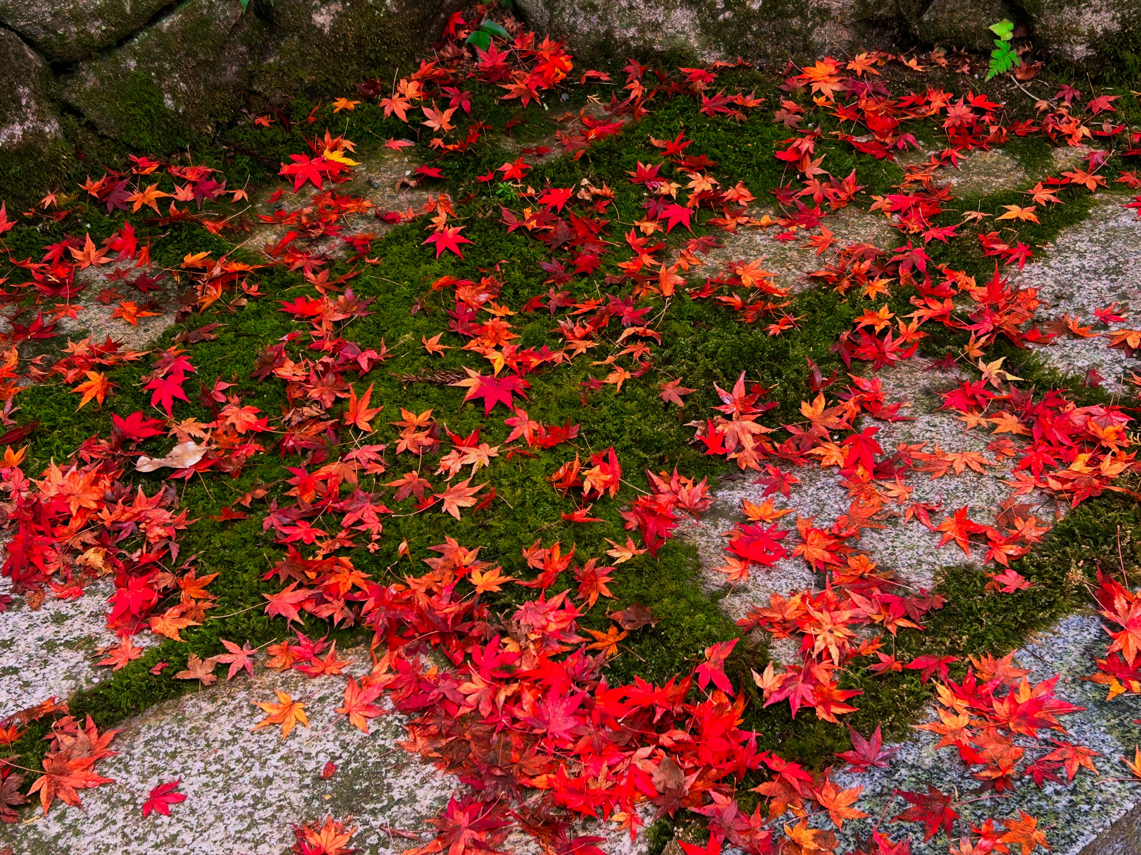 Feuilles d'érable rouges éparpillées sur de la mousse verte sur une surface en pierre