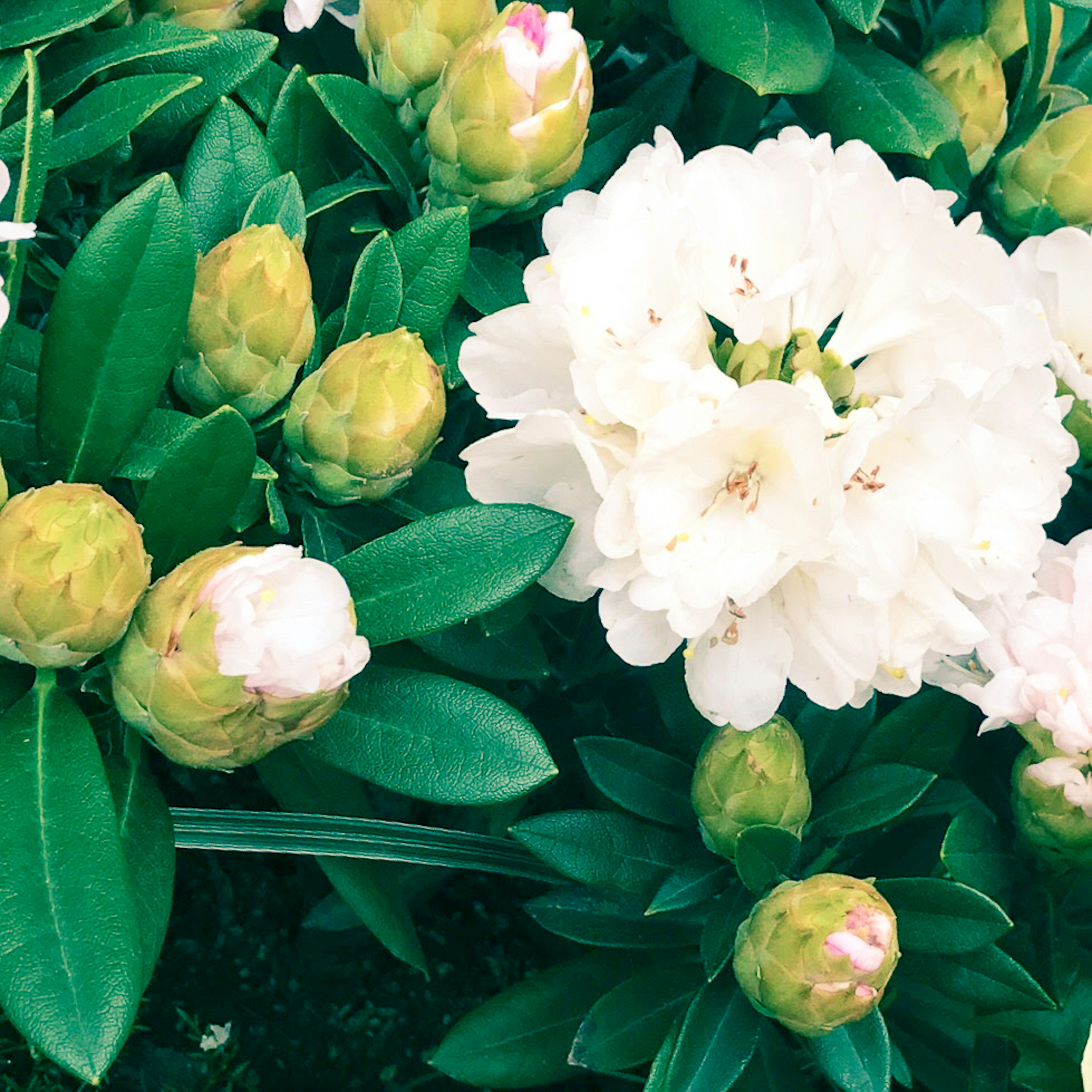 Primo piano di bellissimi fiori bianchi e boccioli su una pianta verde lussureggiante