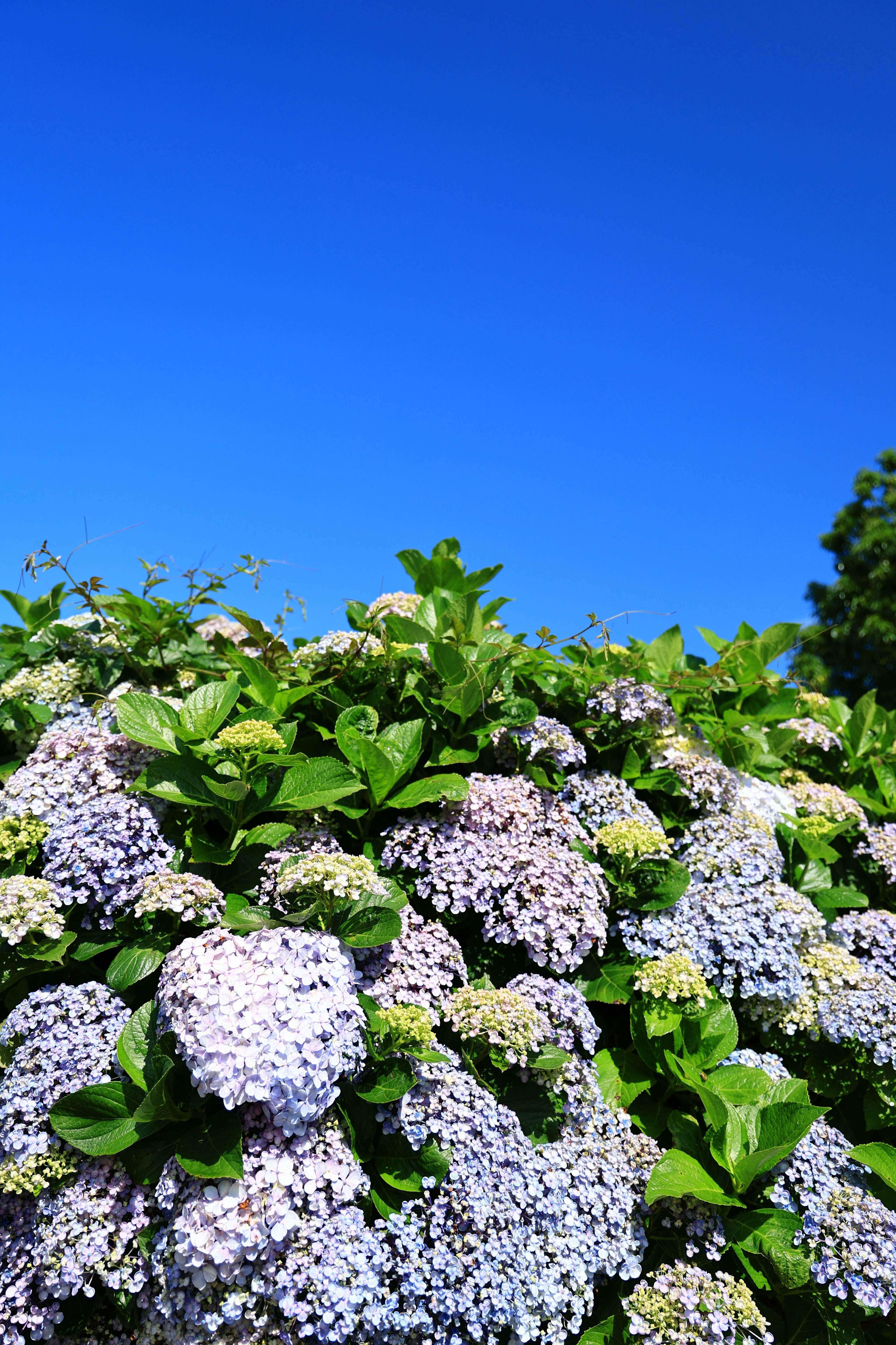 Nahaufnahme von weißen Blumen und grünen Blättern, die vor einem blauen Himmel blühen