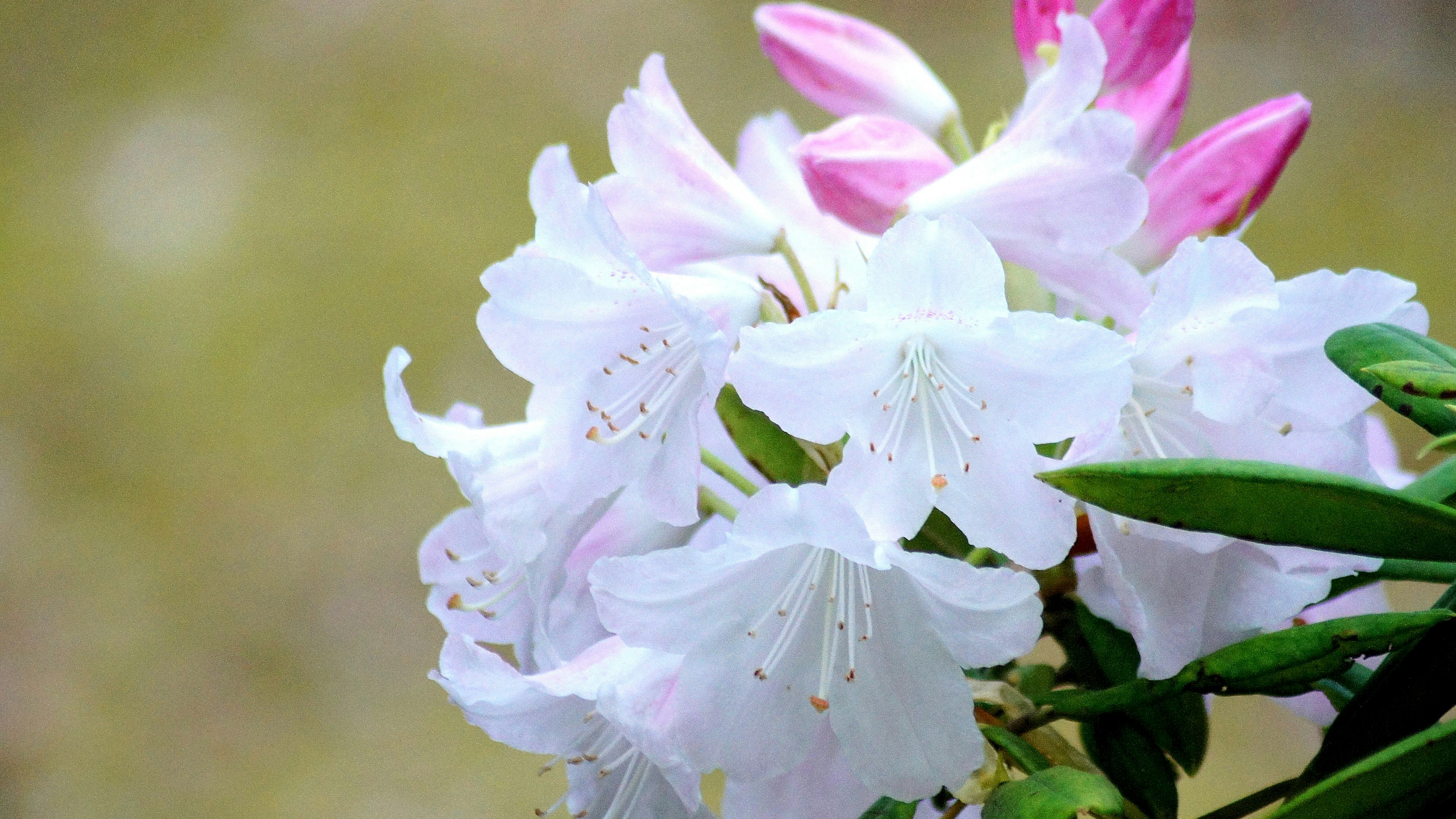 白とピンクのツツジの花が咲いている