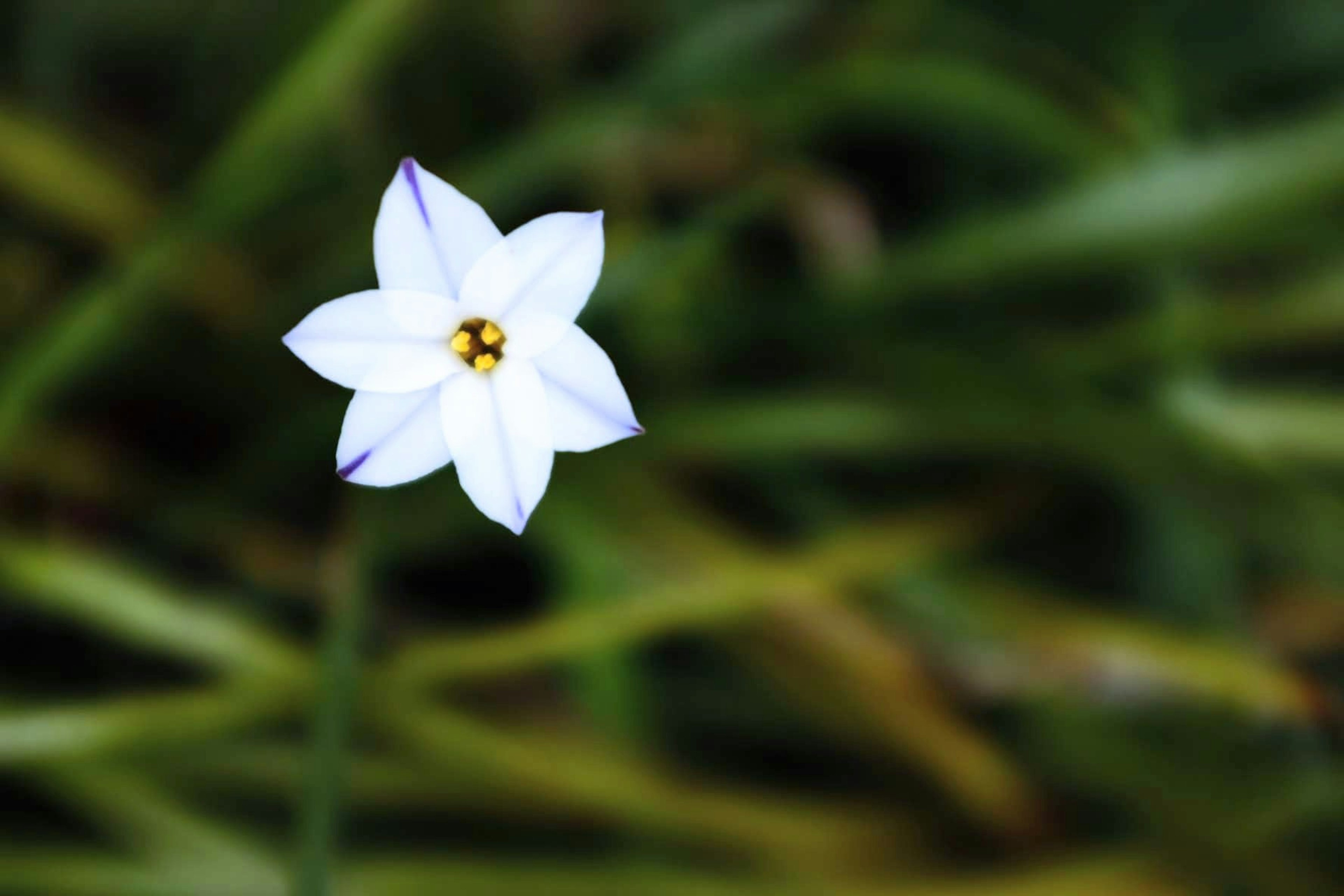 白い花が緑の草の中で咲いている