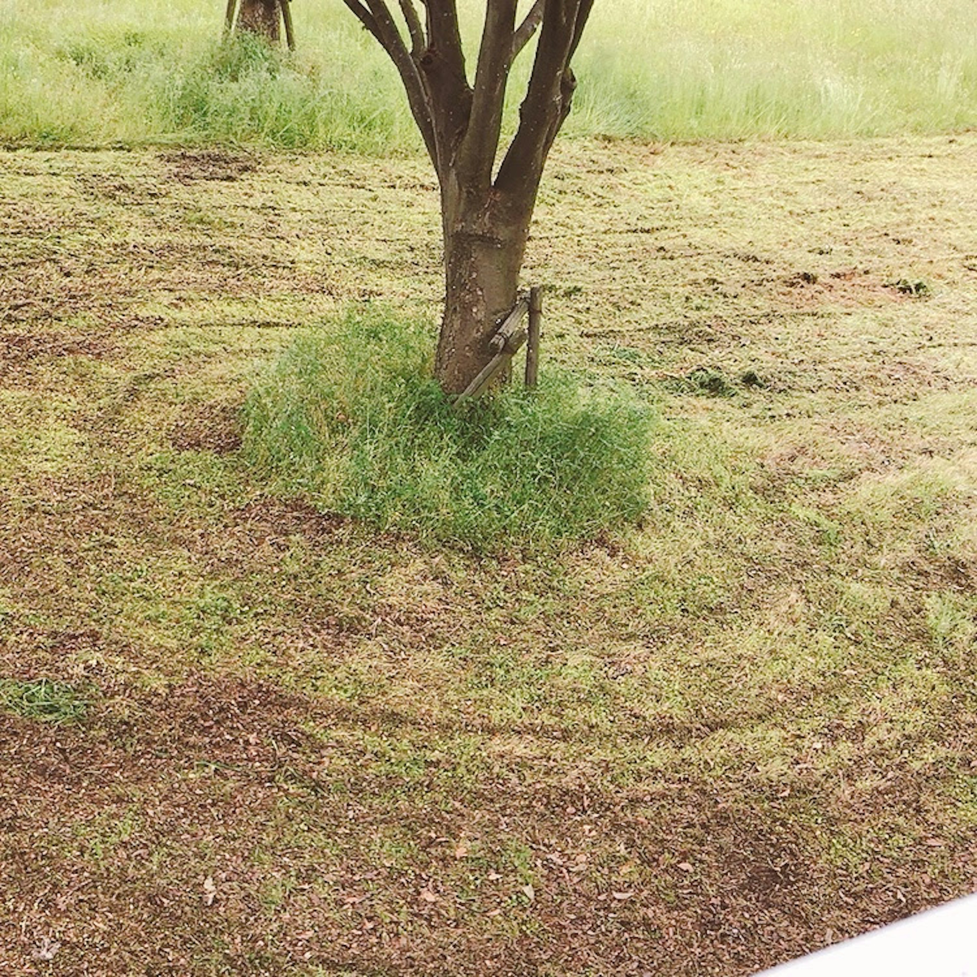 Un albero circondato da erba tagliata di fresco in un motivo circolare