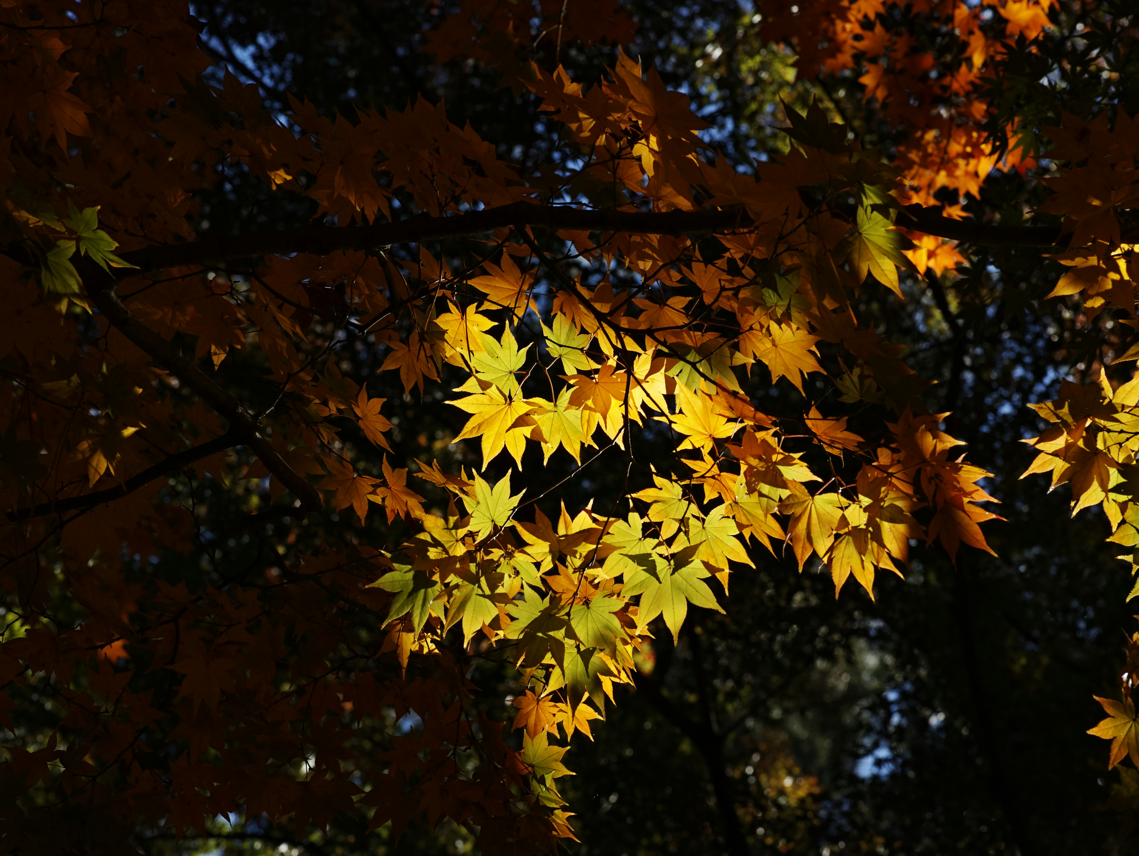 Close-up of autumn leaves in vibrant yellow and orange hues