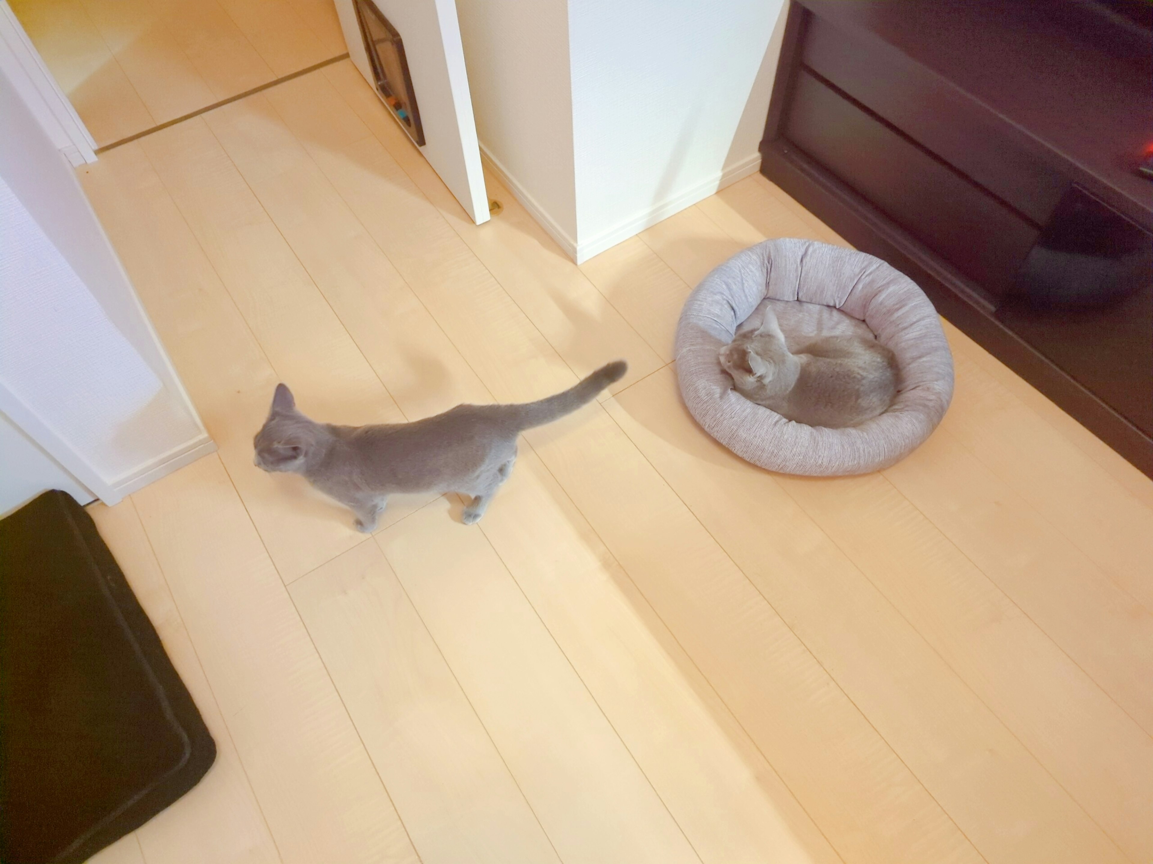 Gatto grigio che cammina su un pavimento in legno vicino a un letto per animali