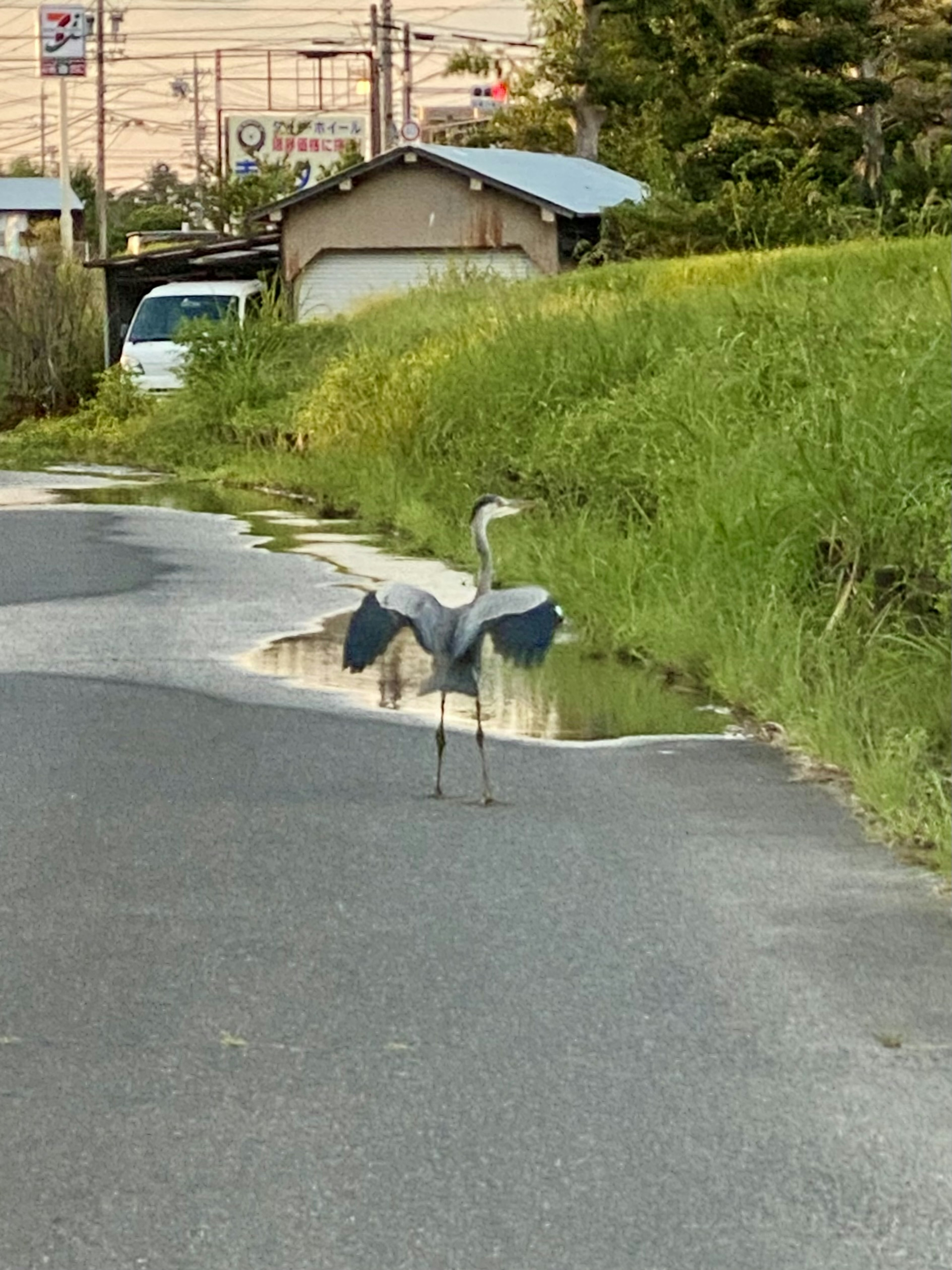 Héron gris se tenant sur la route avec de l'herbe verte autour