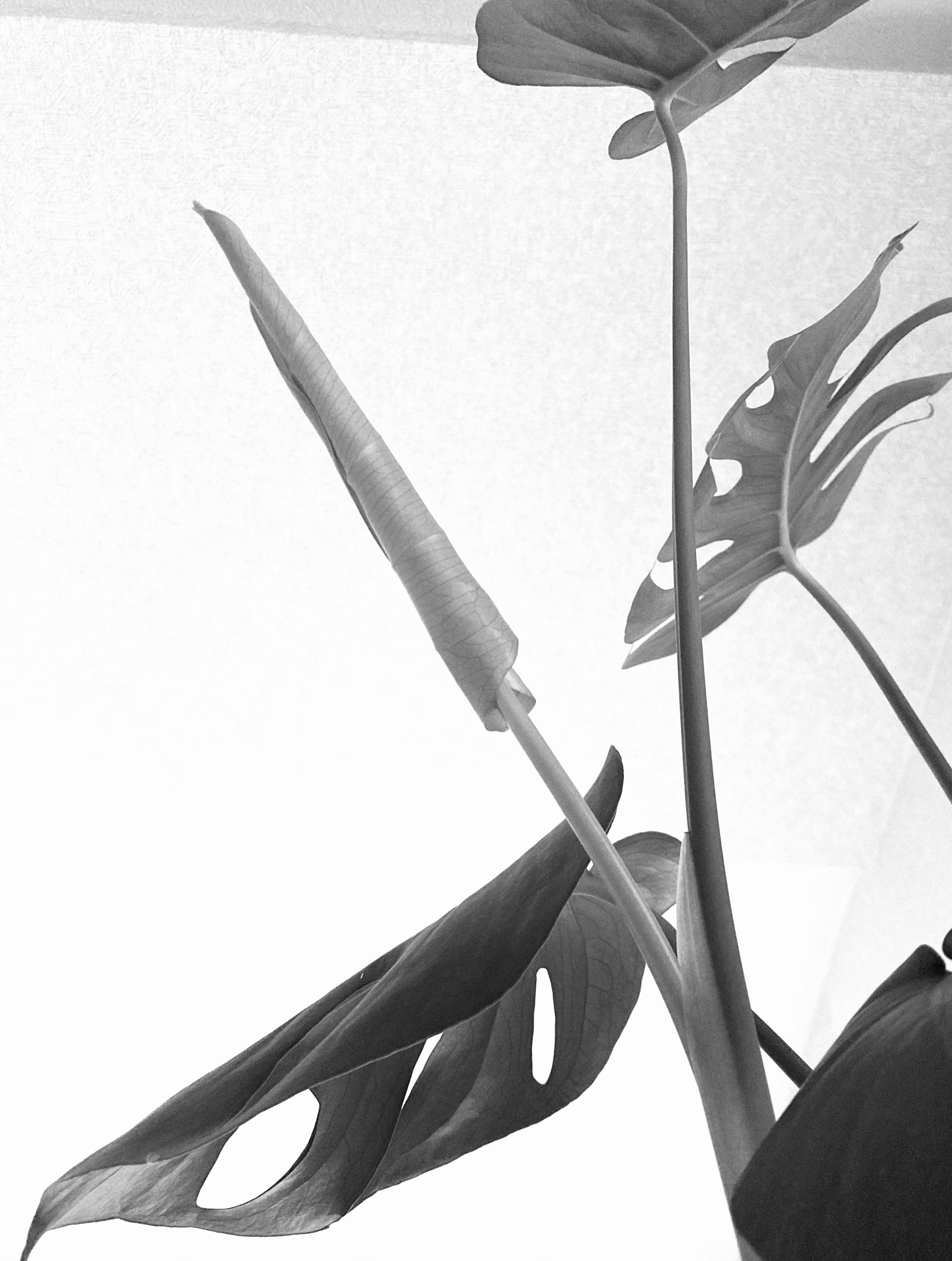 Image en noir et blanc de feuilles de Monstera et d'une nouvelle pousse