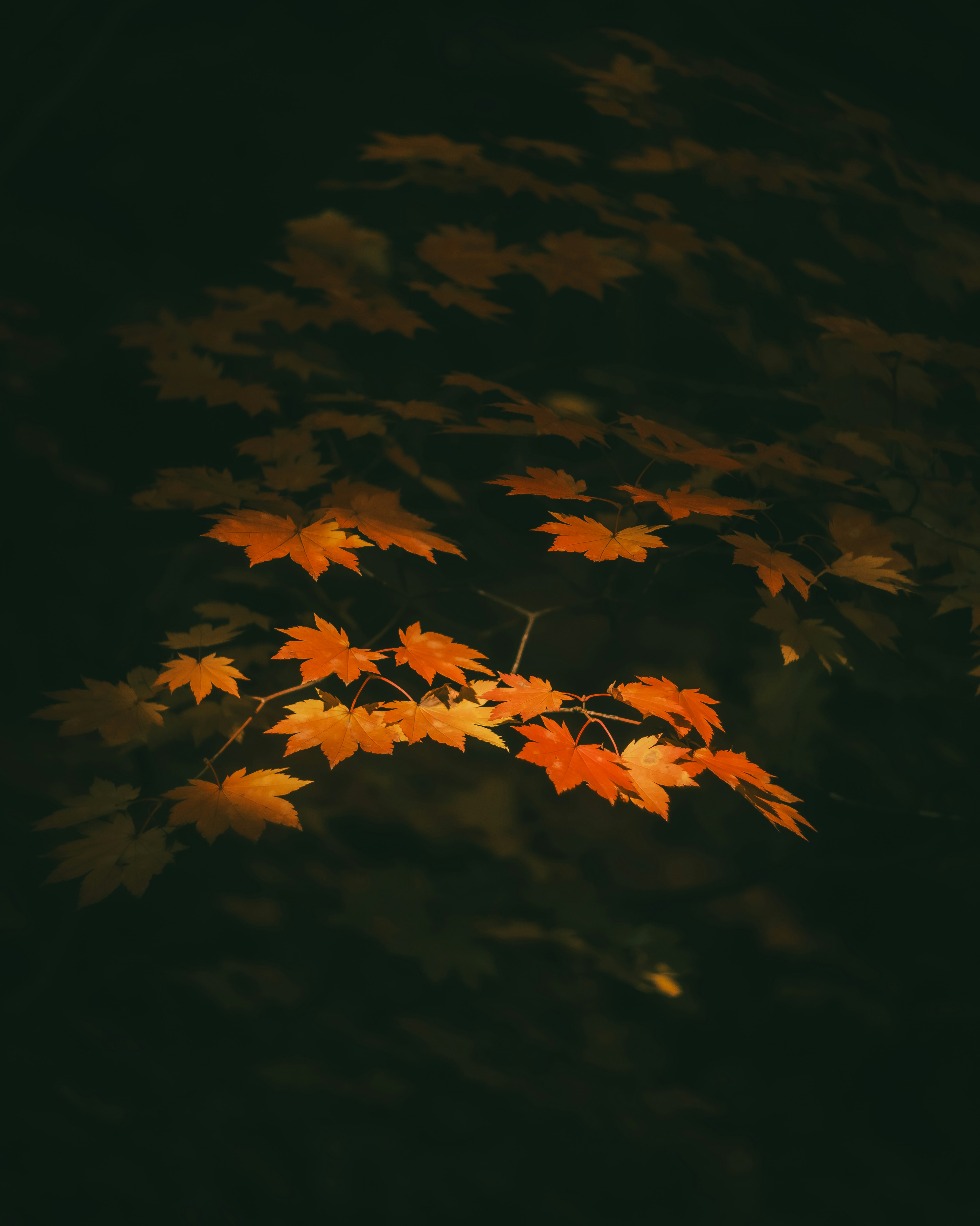 Cluster of orange leaves floating against a dark background