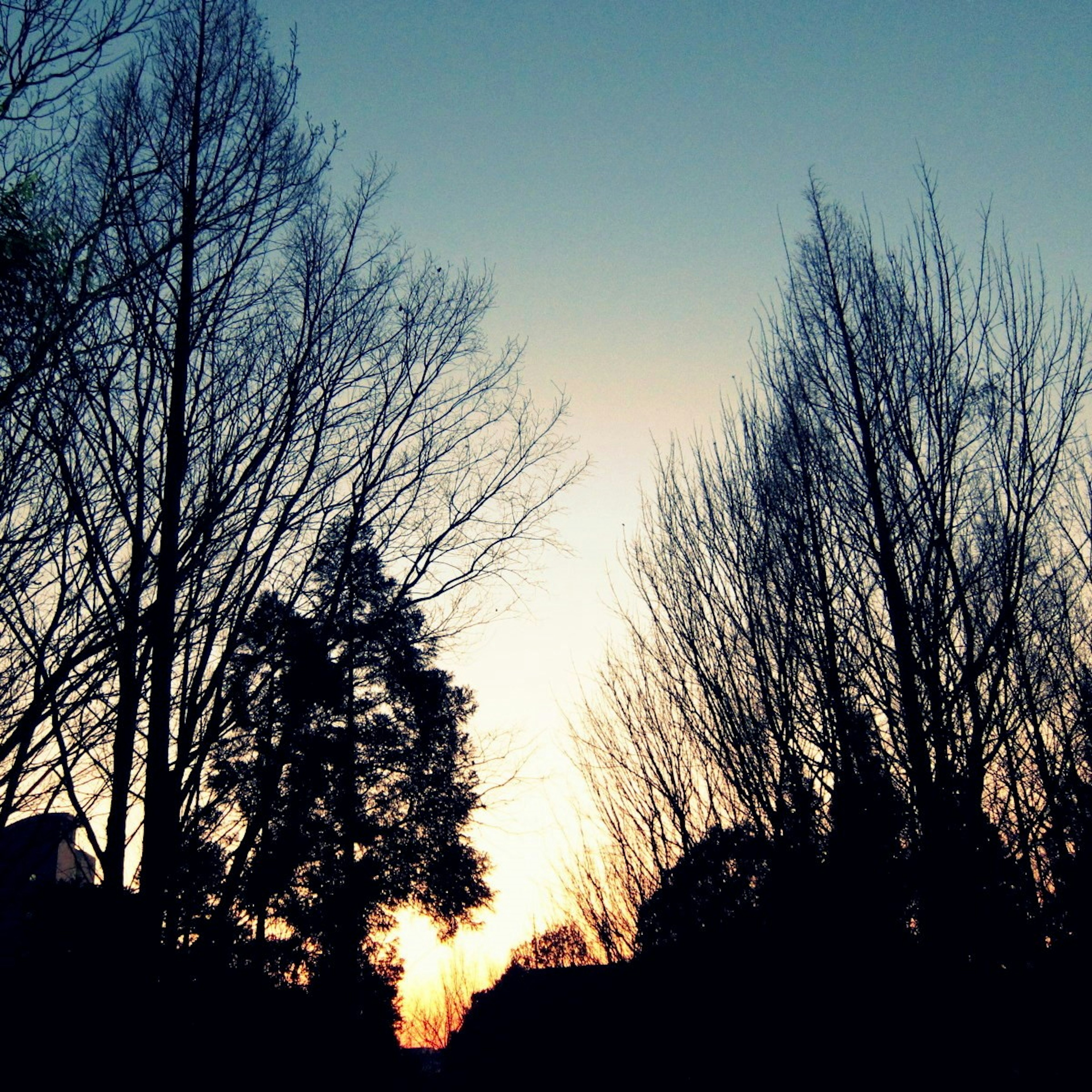 Alberi in silhouette contro un cielo al tramonto poco illuminato