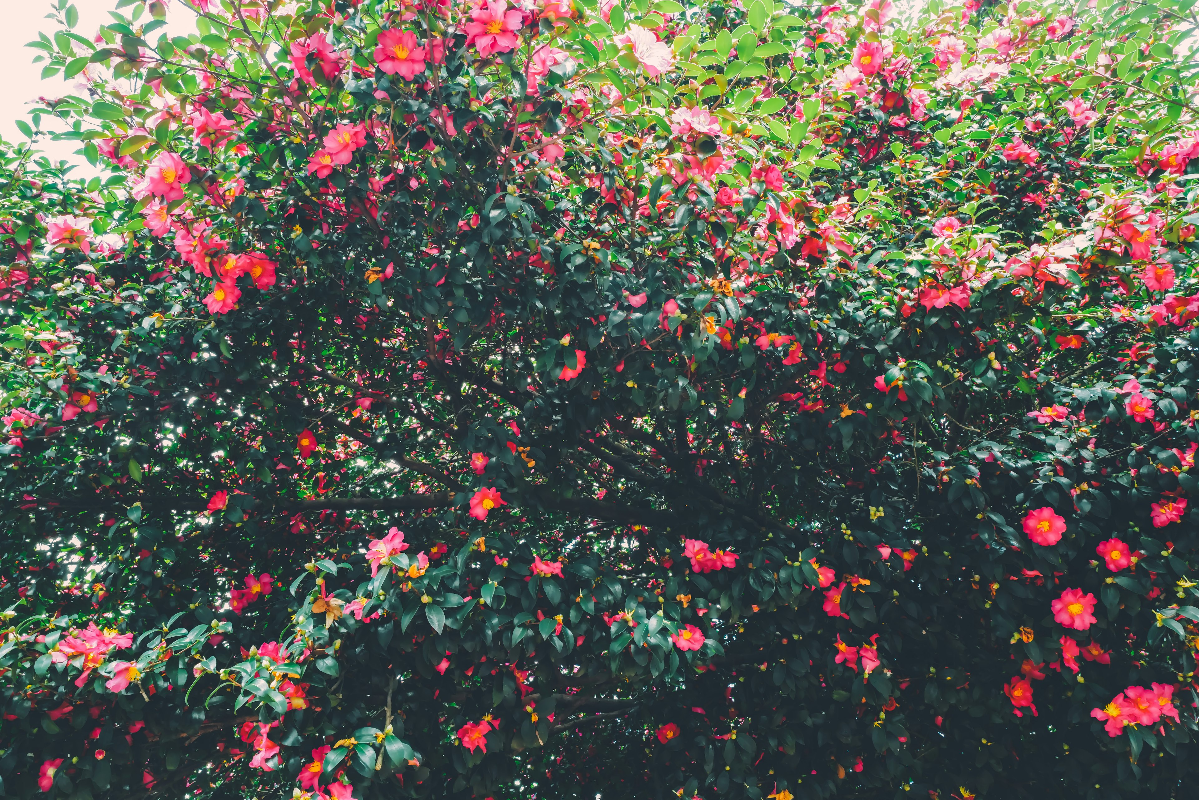 Un árbol vibrante lleno de flores rosas