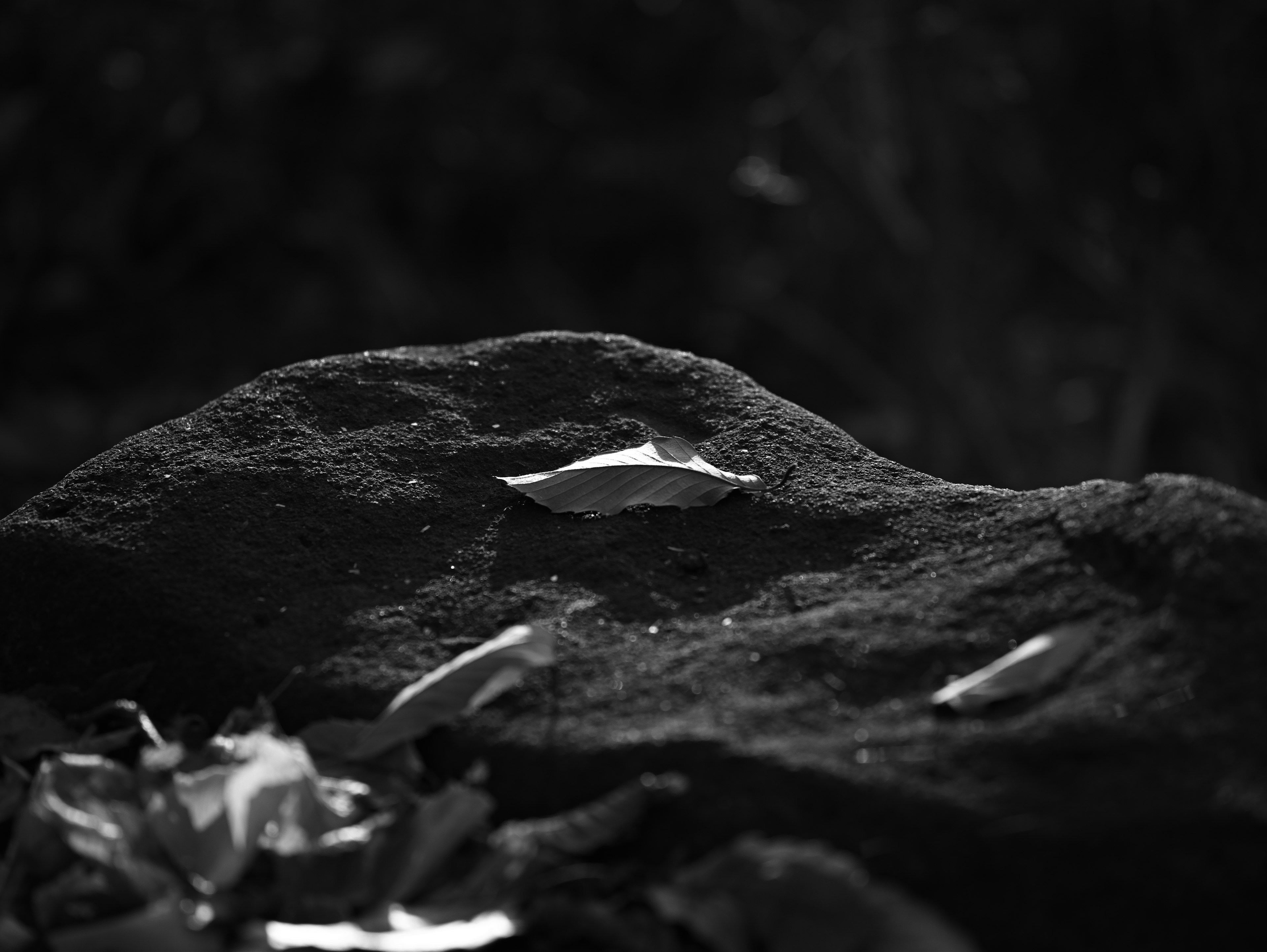 Black and white image of leaves resting on a rock