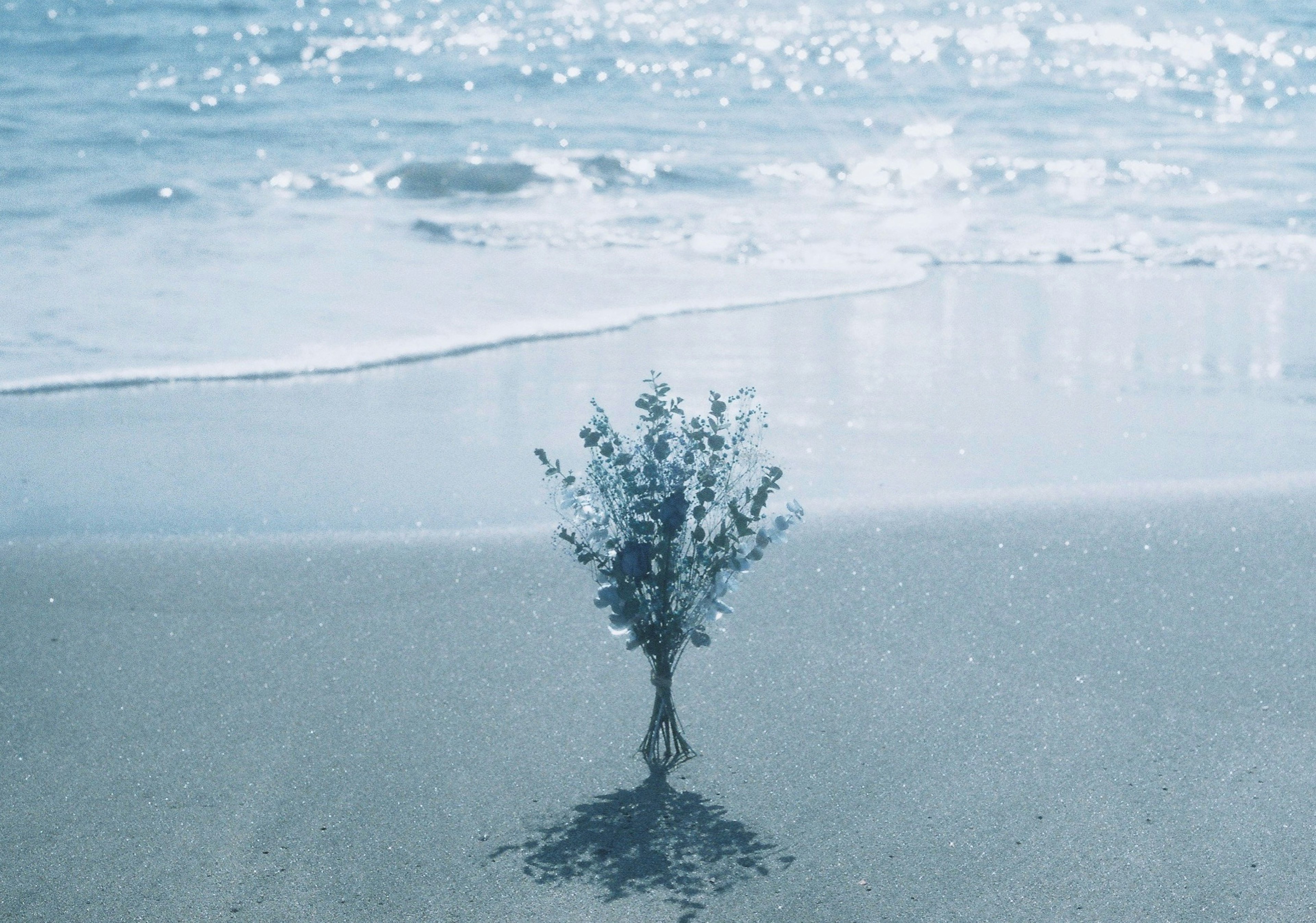 青い海と砂浜の上に立つ小さな植物のシルエット