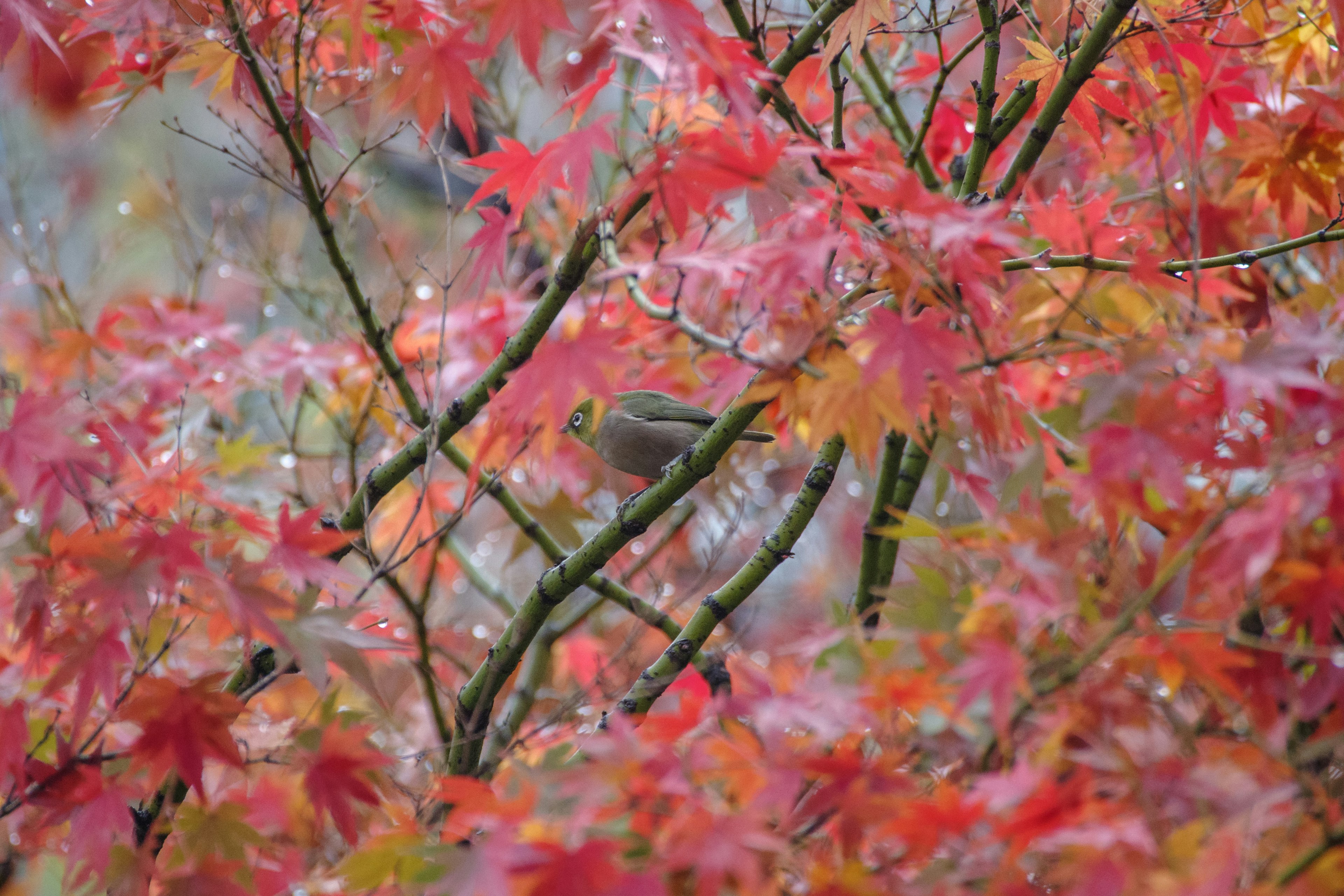 Foglie di acero rosse vivaci in un paesaggio autunnale