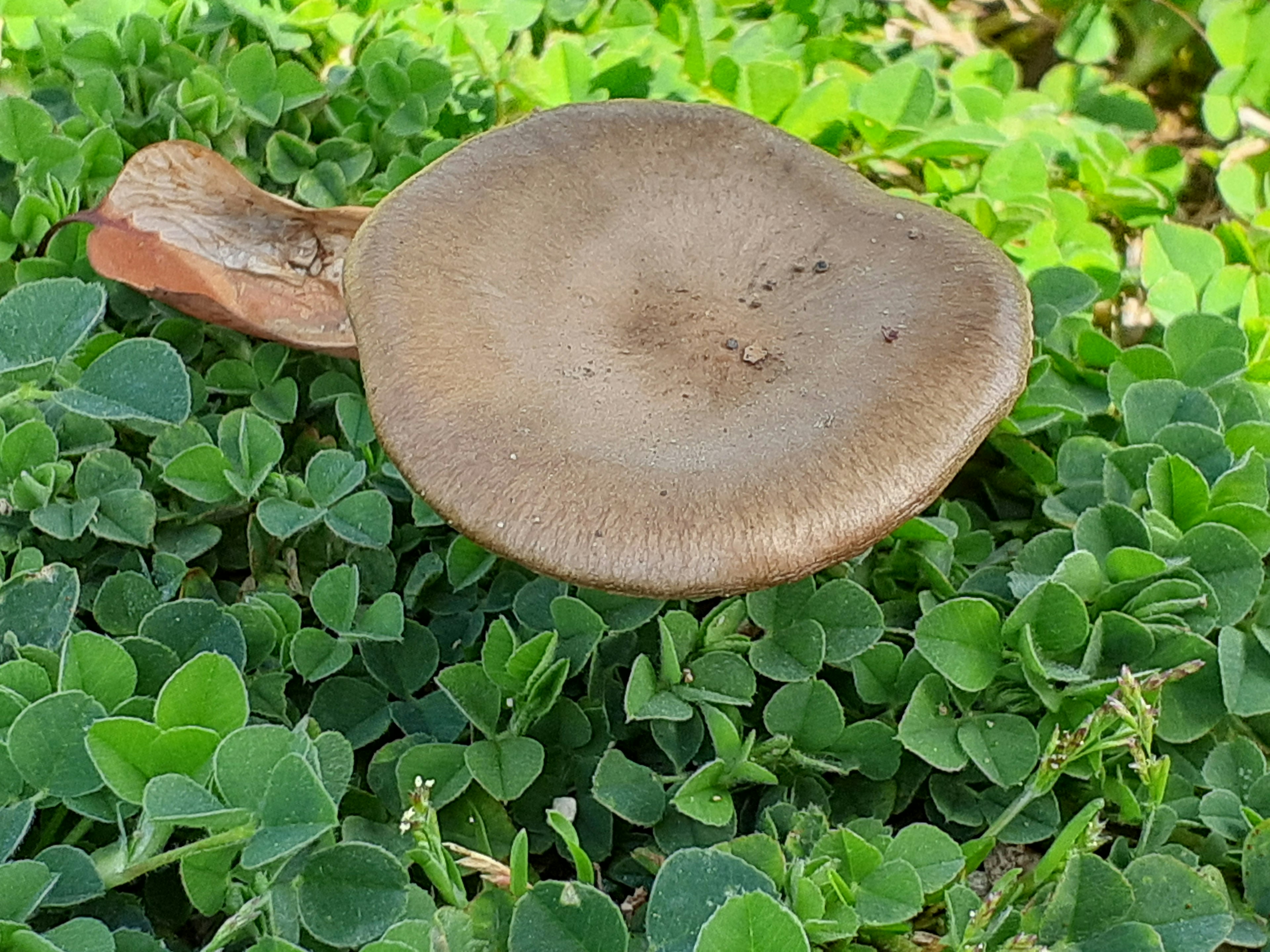 Brown mushroom on green grass background