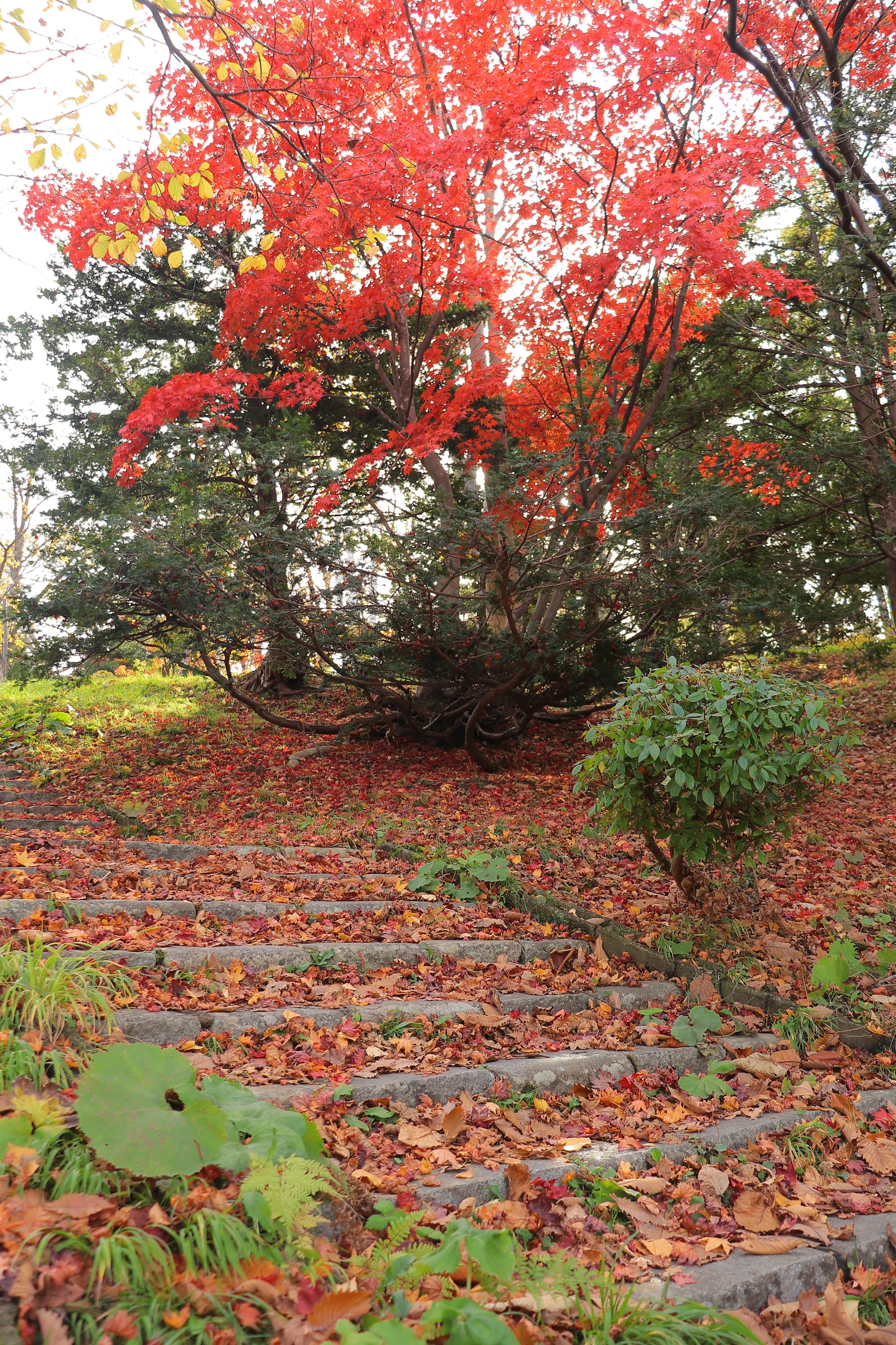 Escalera rodeada de follaje de otoño y un árbol rojo