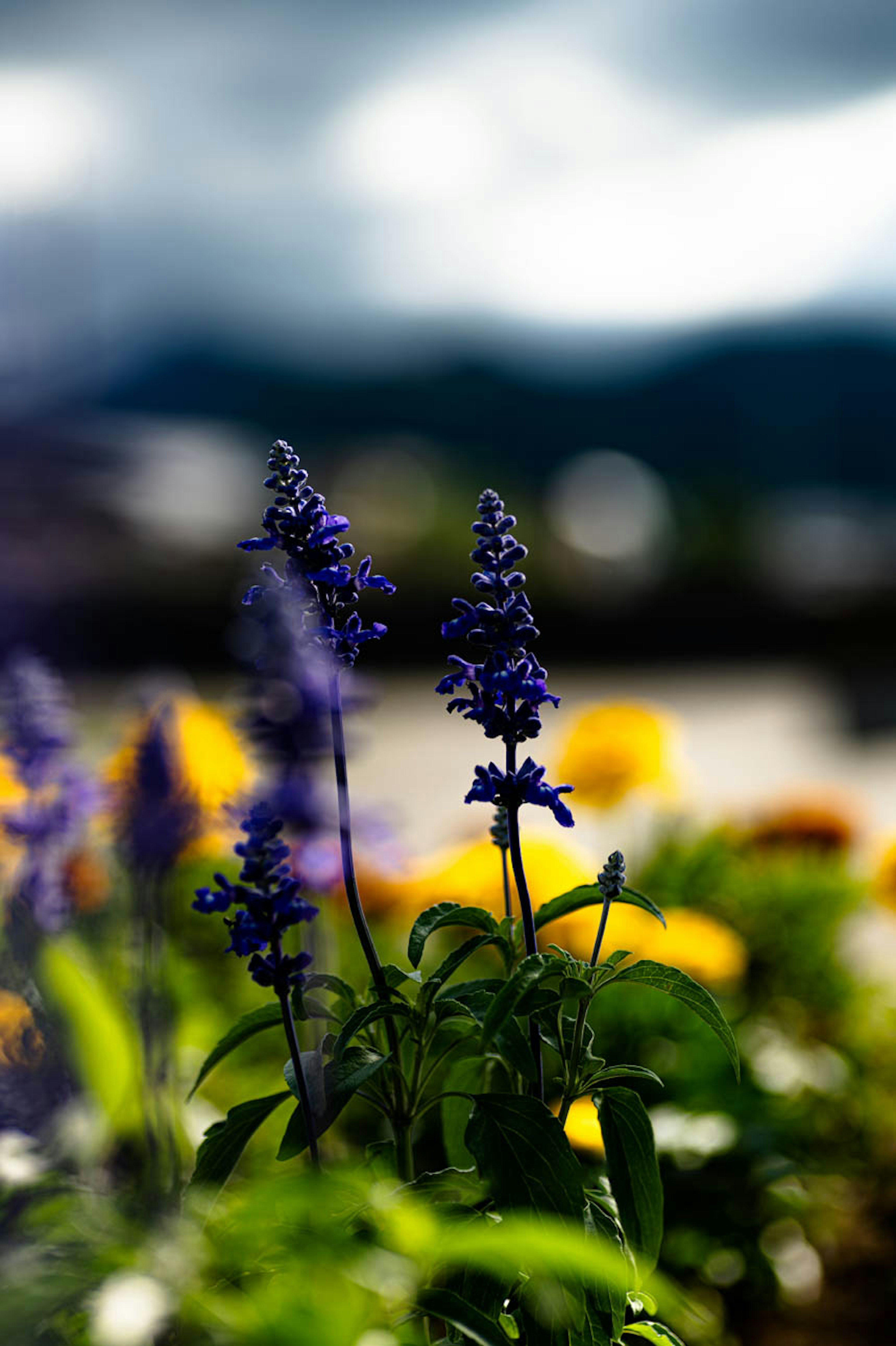 Fiori viola a fuoco con fiori gialli sfocati e cielo nuvoloso sullo sfondo