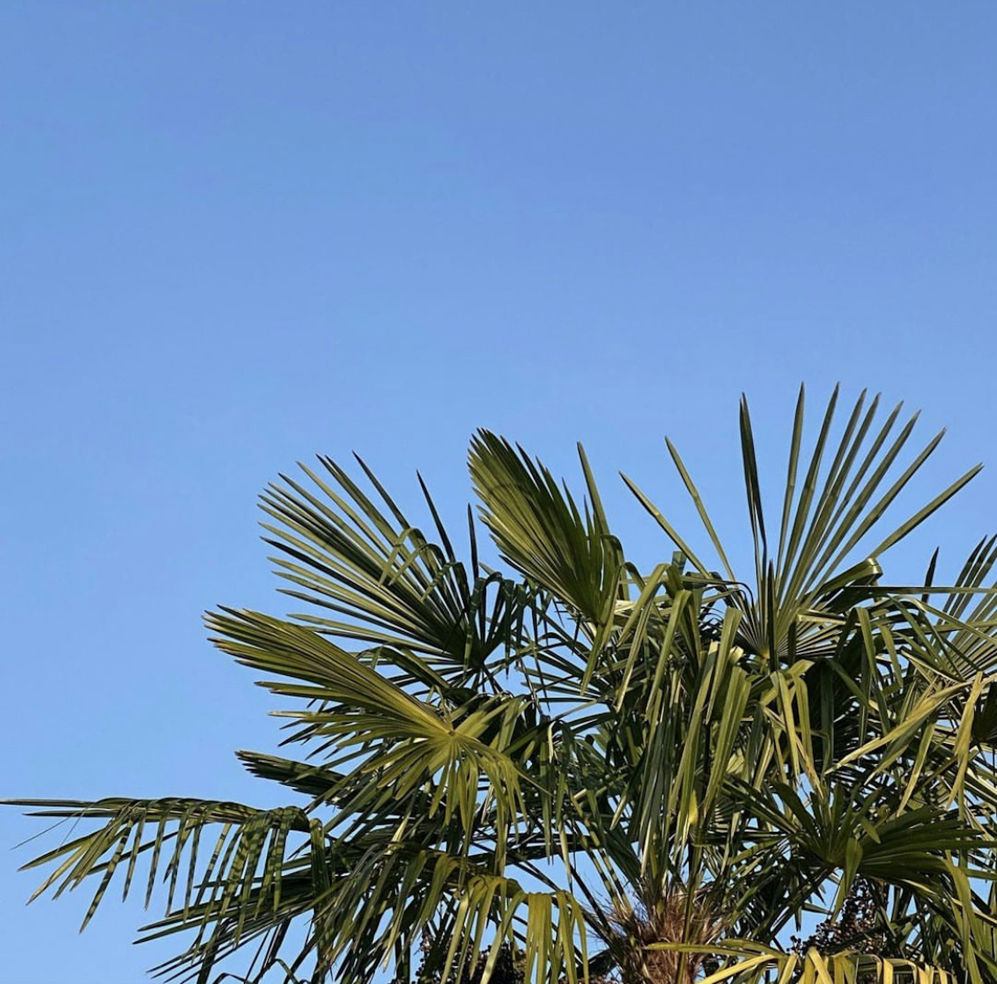 Palm tree leaves under a blue sky