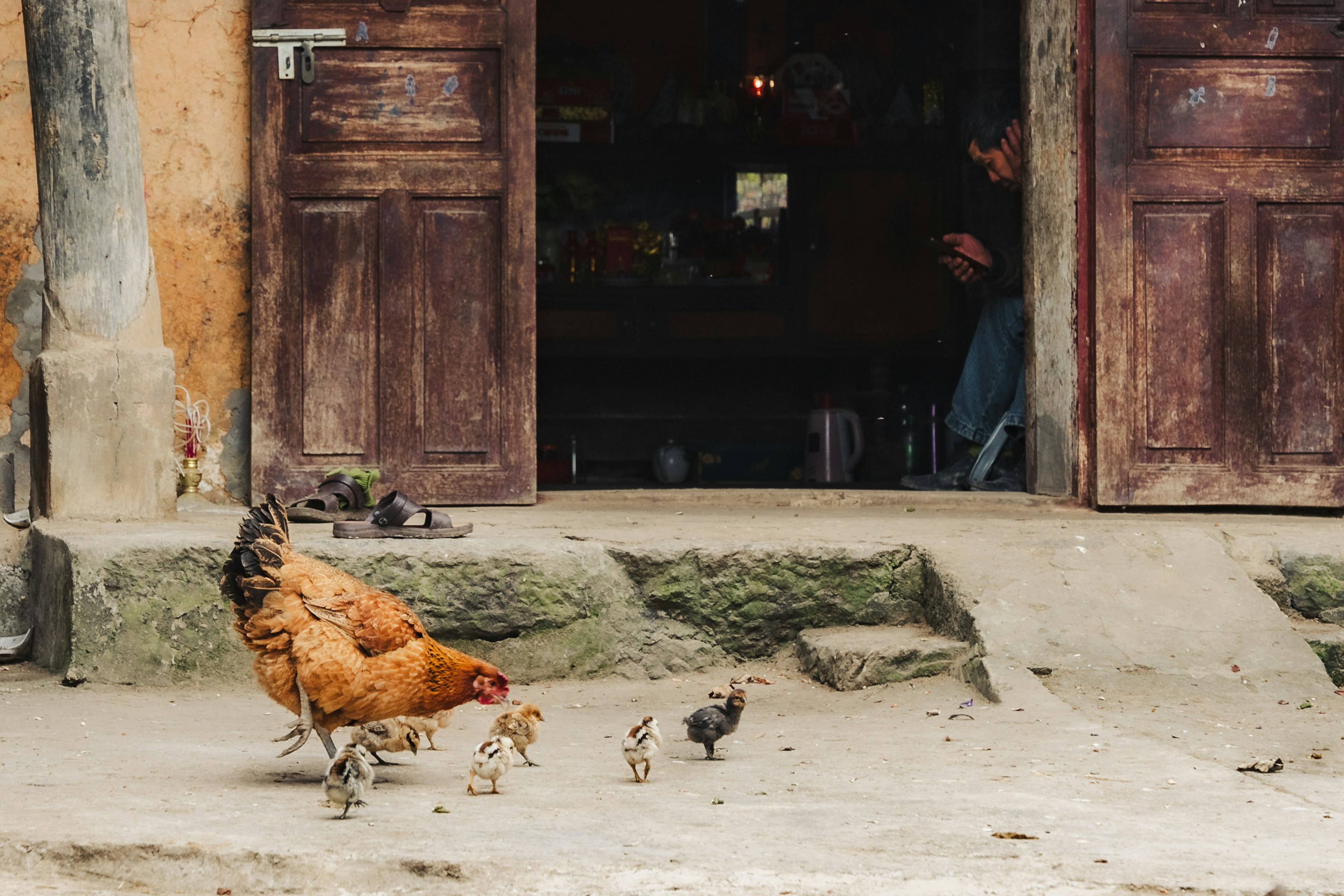 Gallinas y pollitos caminando frente a una vieja puerta de madera