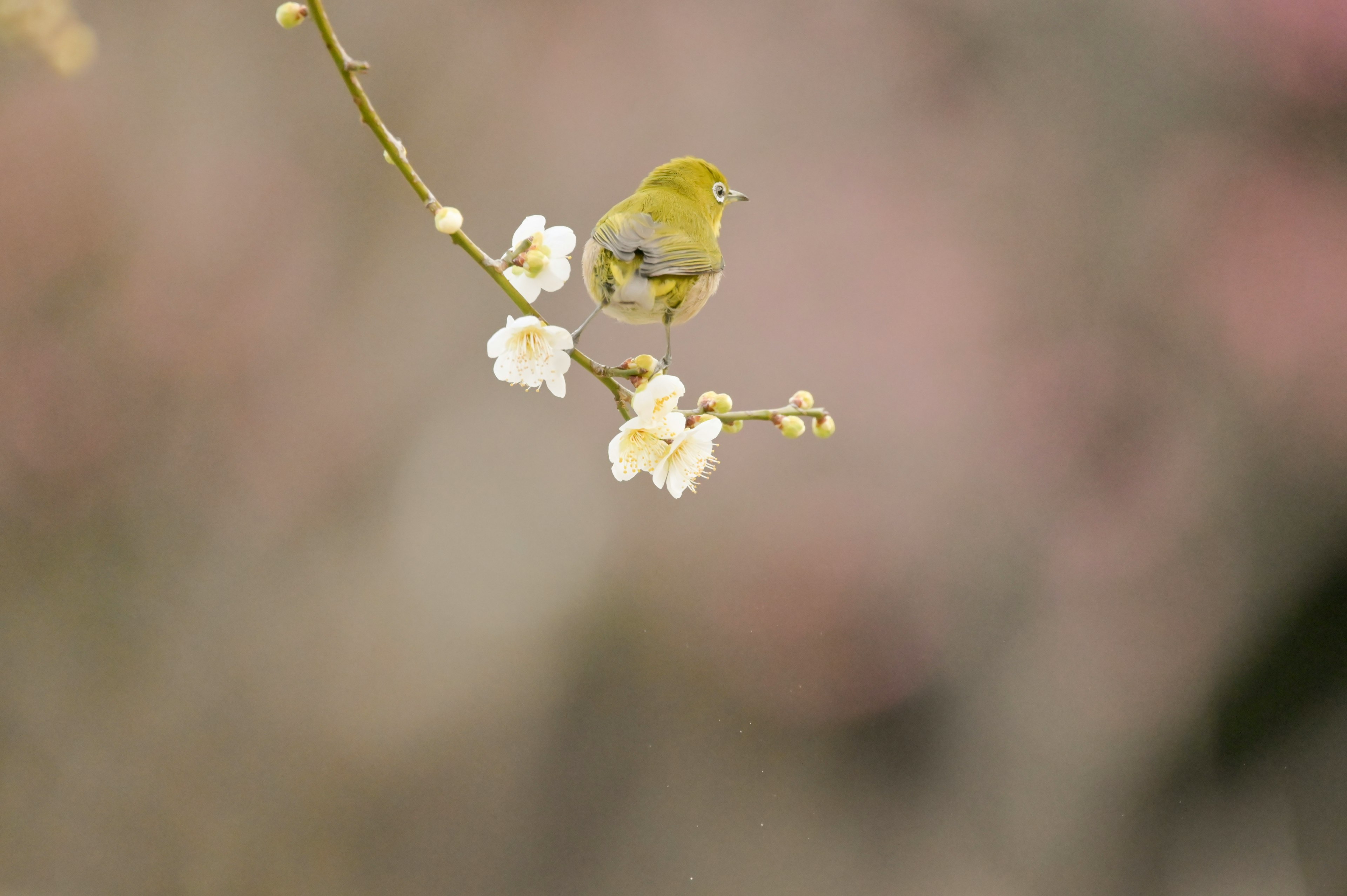 Ein kleiner Vogel sitzt auf einem Zweig mit weißen Blumen