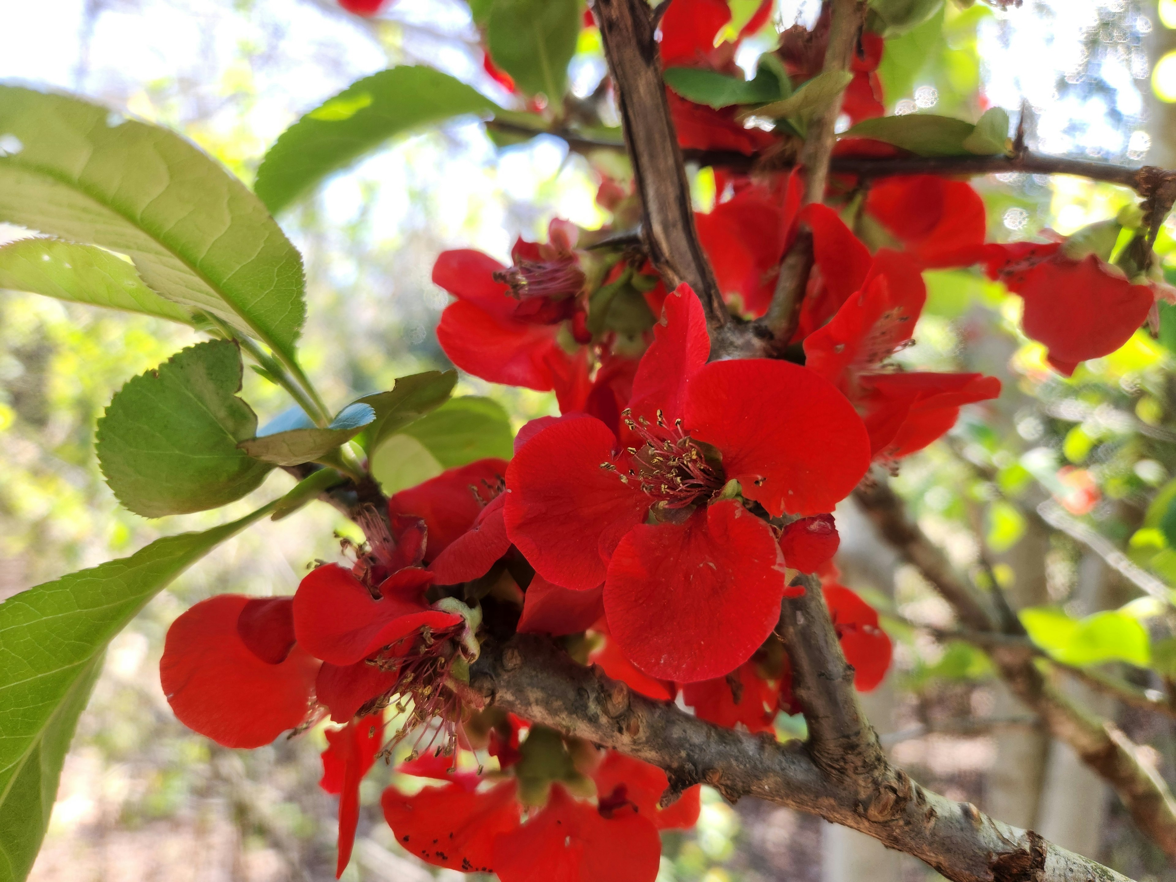 Acercamiento de una rama con flores rojas vibrantes