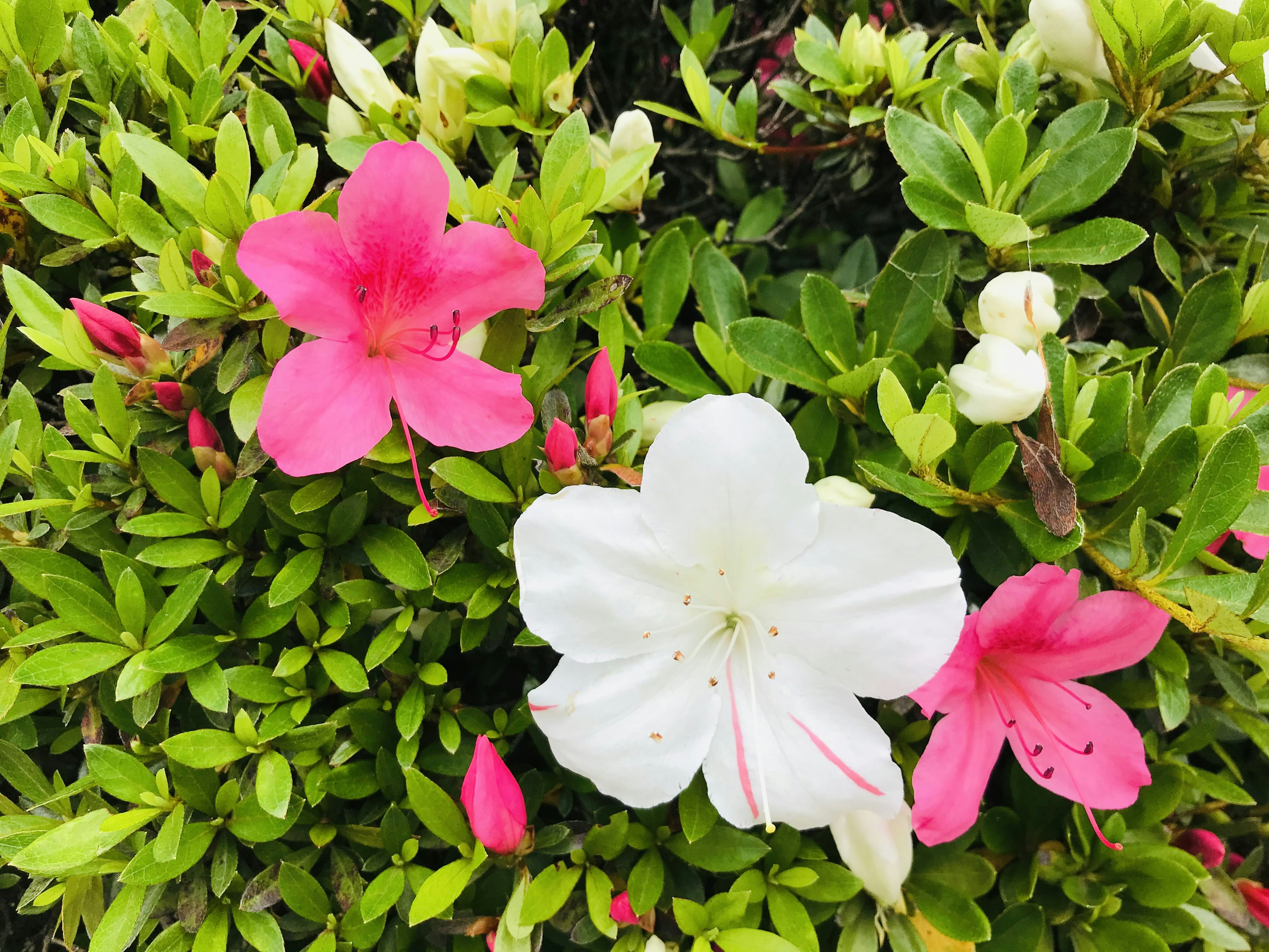 Flores de azalea blancas y rosas floreciendo entre hojas verdes