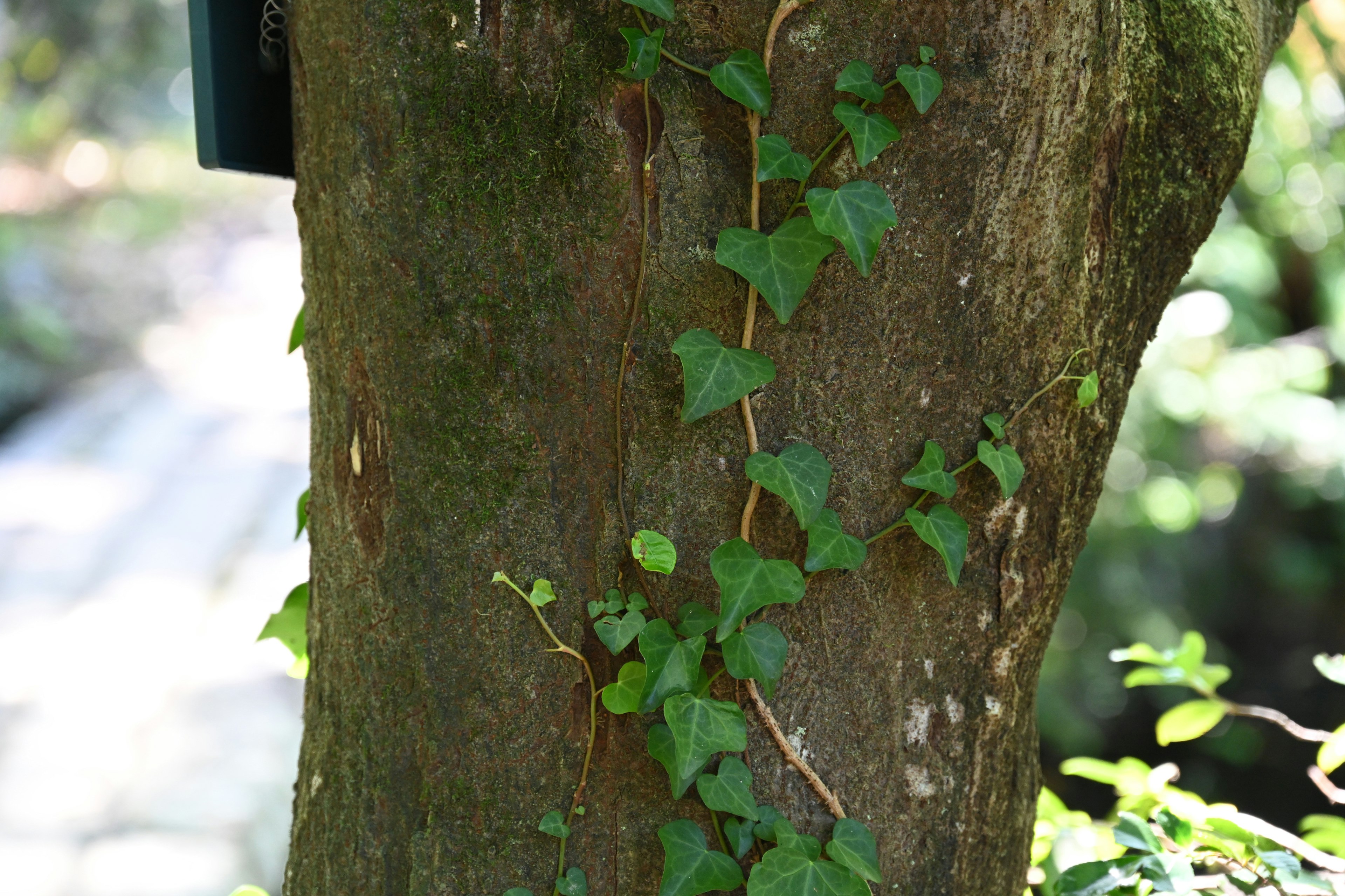 Planta trepadora verde en un tronco de árbol