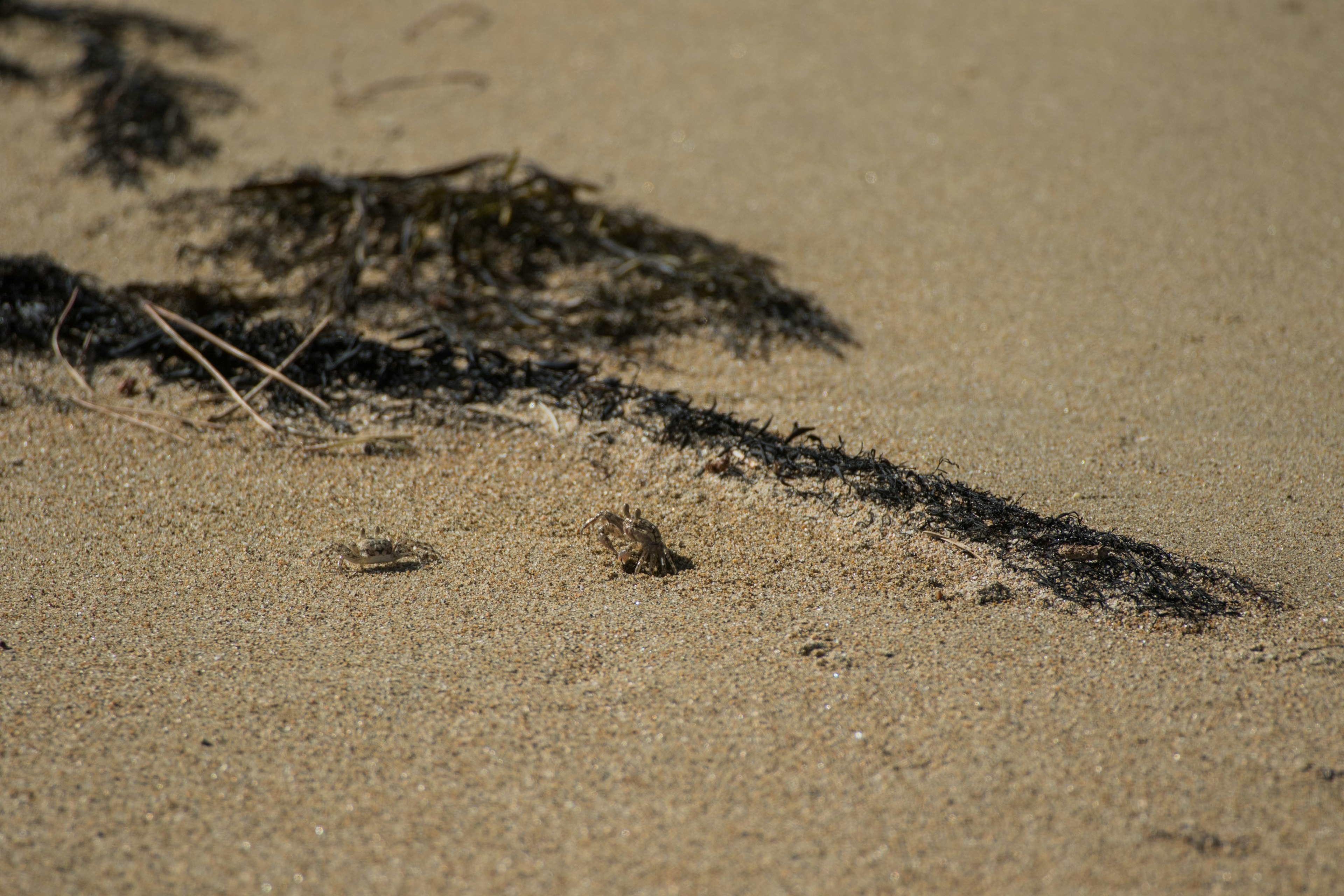 ภาพใกล้ของสาหร่ายและทรายในชายหาด