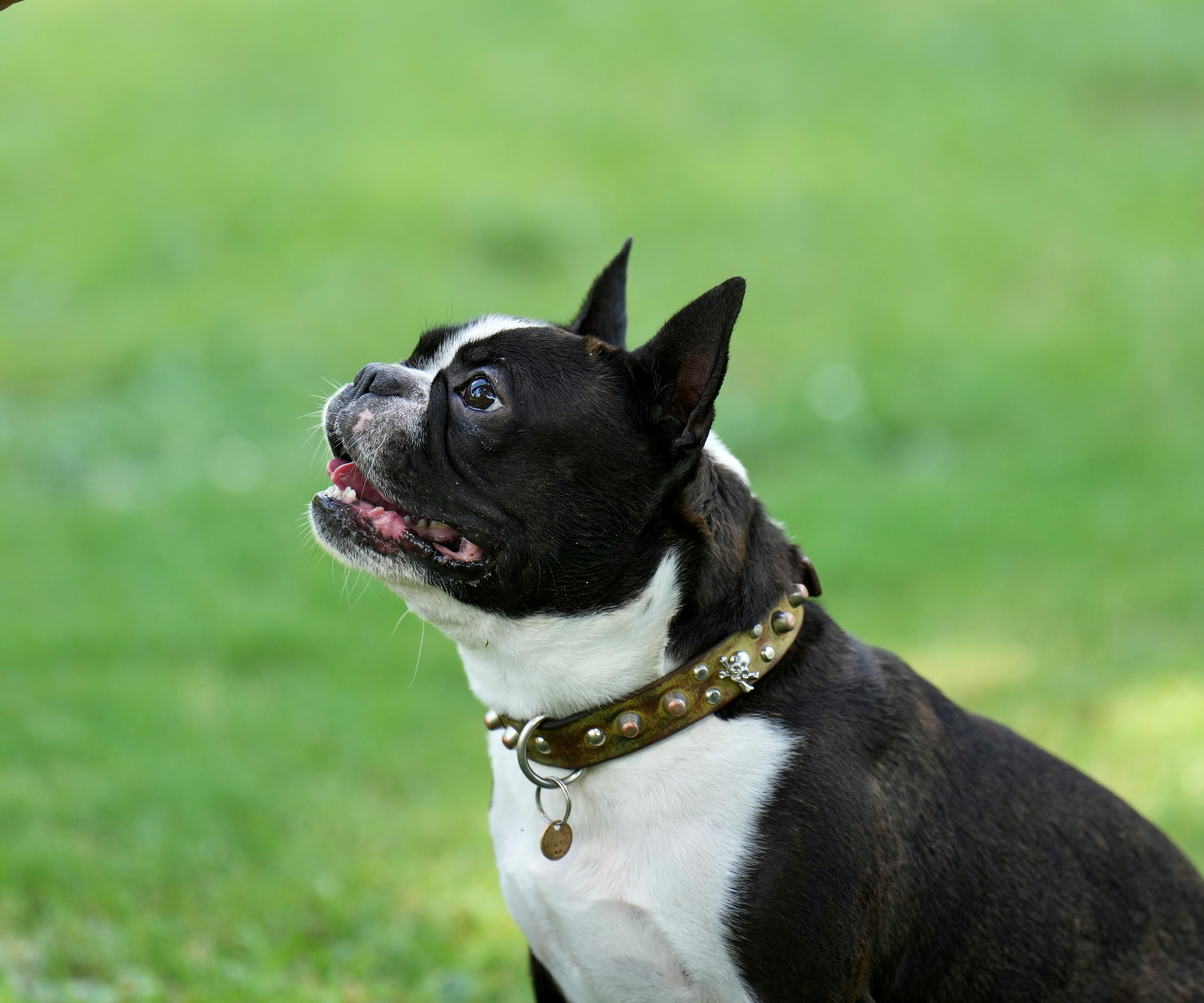 Boston Terrier negro y blanco sentado sobre césped verde