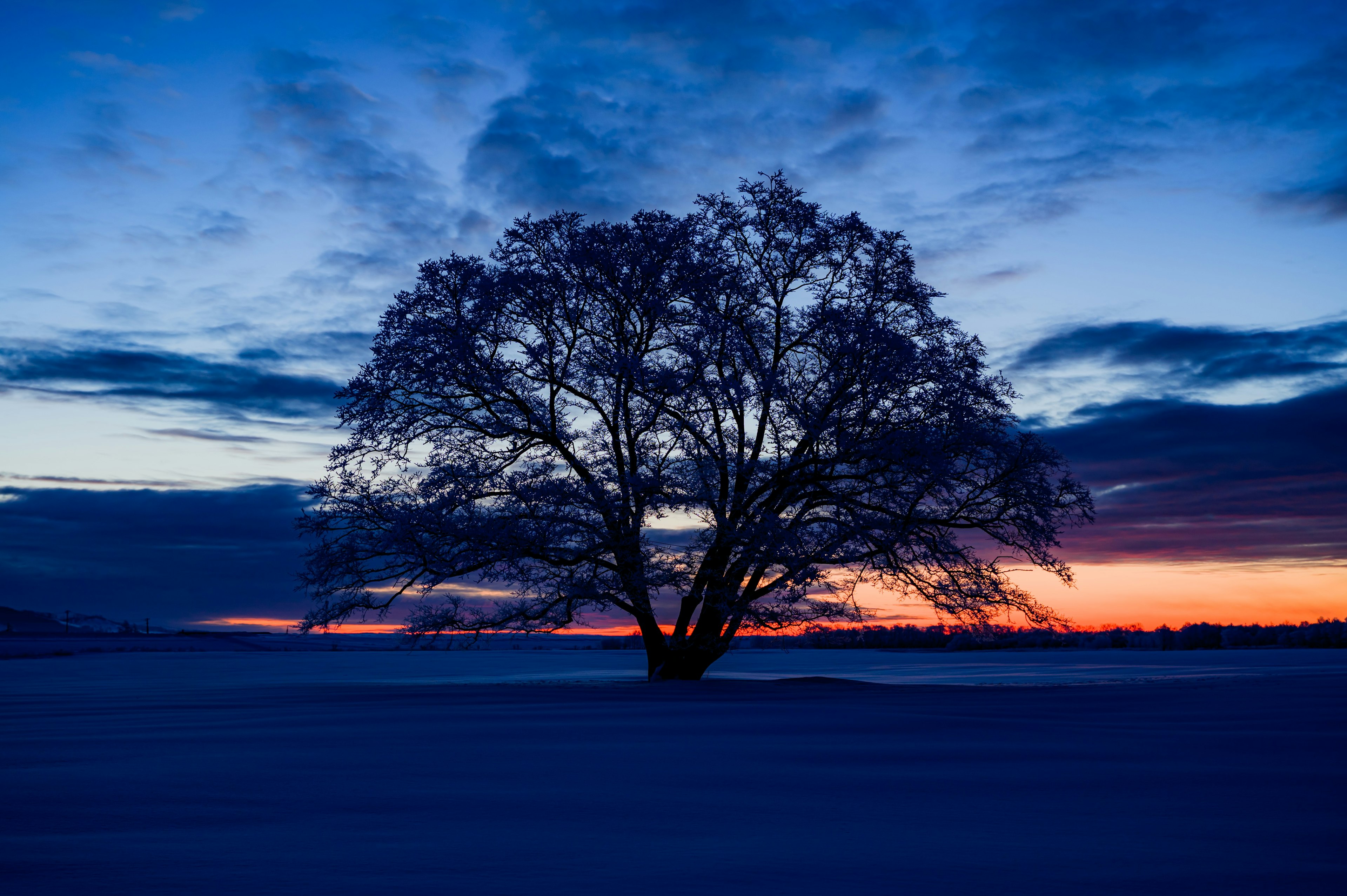 Silhouette eines Baumes vor einem wunderschönen Sonnenuntergangshimmel