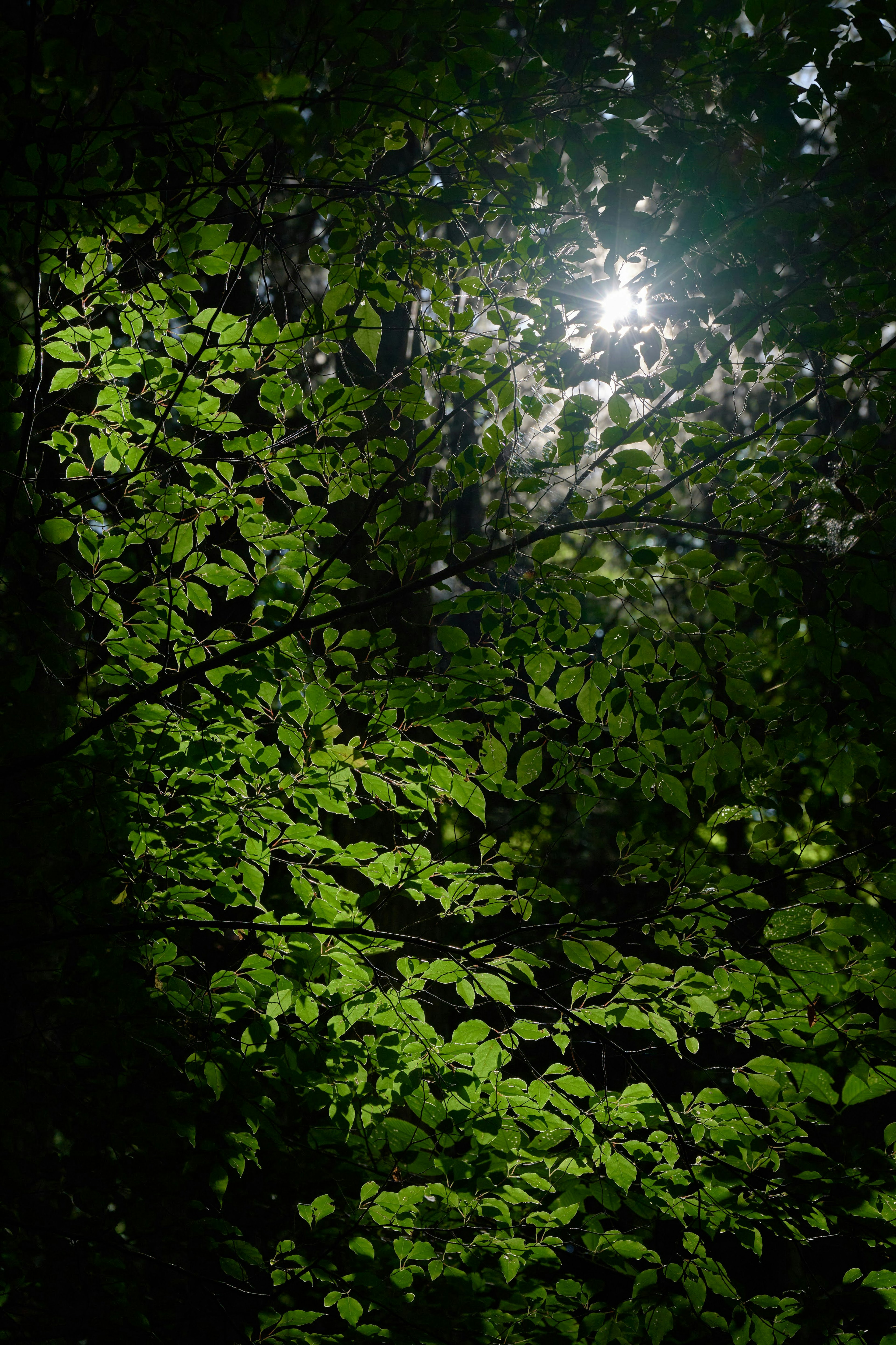 Sunlight filtering through lush green leaves in a forest