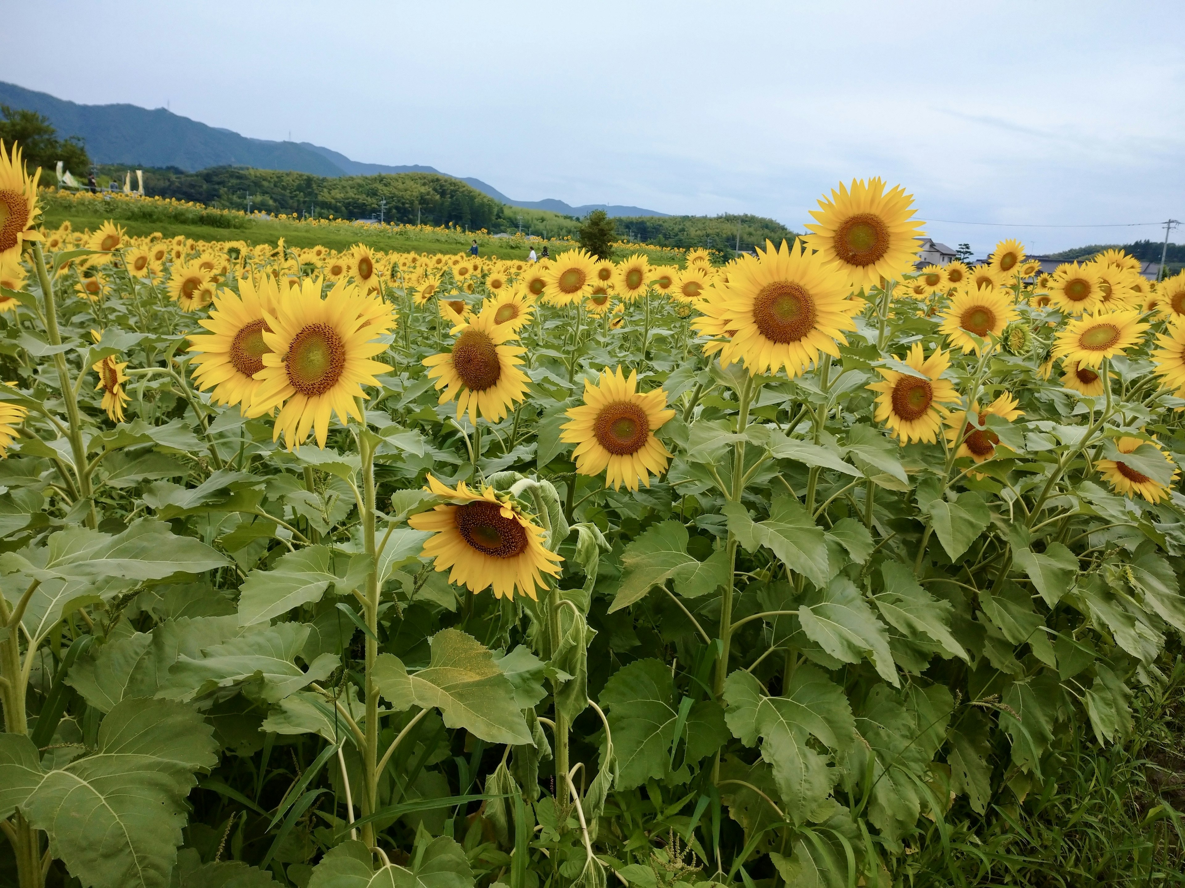 넓은 해바라기 밭 밝은 노란 꽃이 피어있다