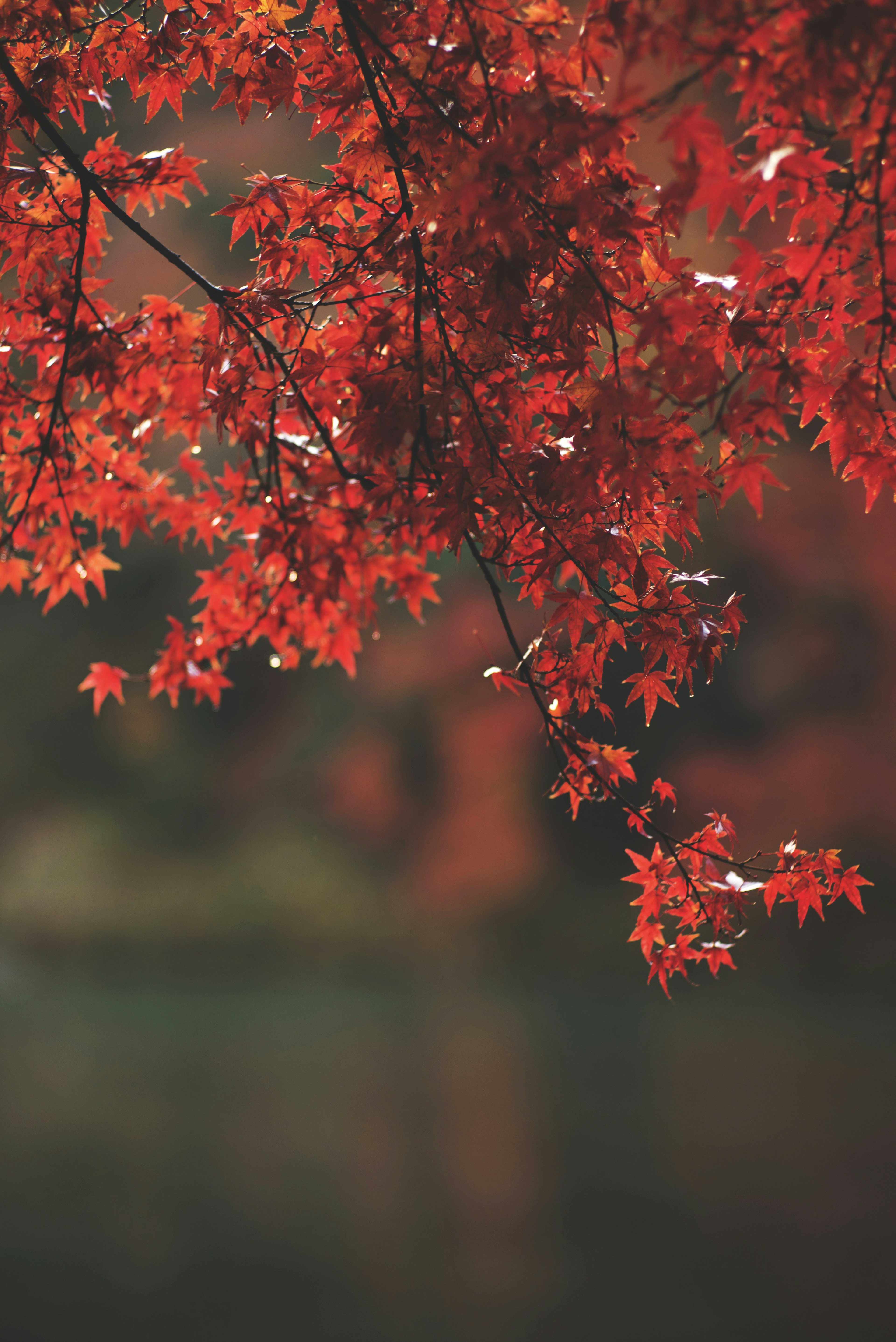 Vibrant red maple leaves reflecting on a calm water surface