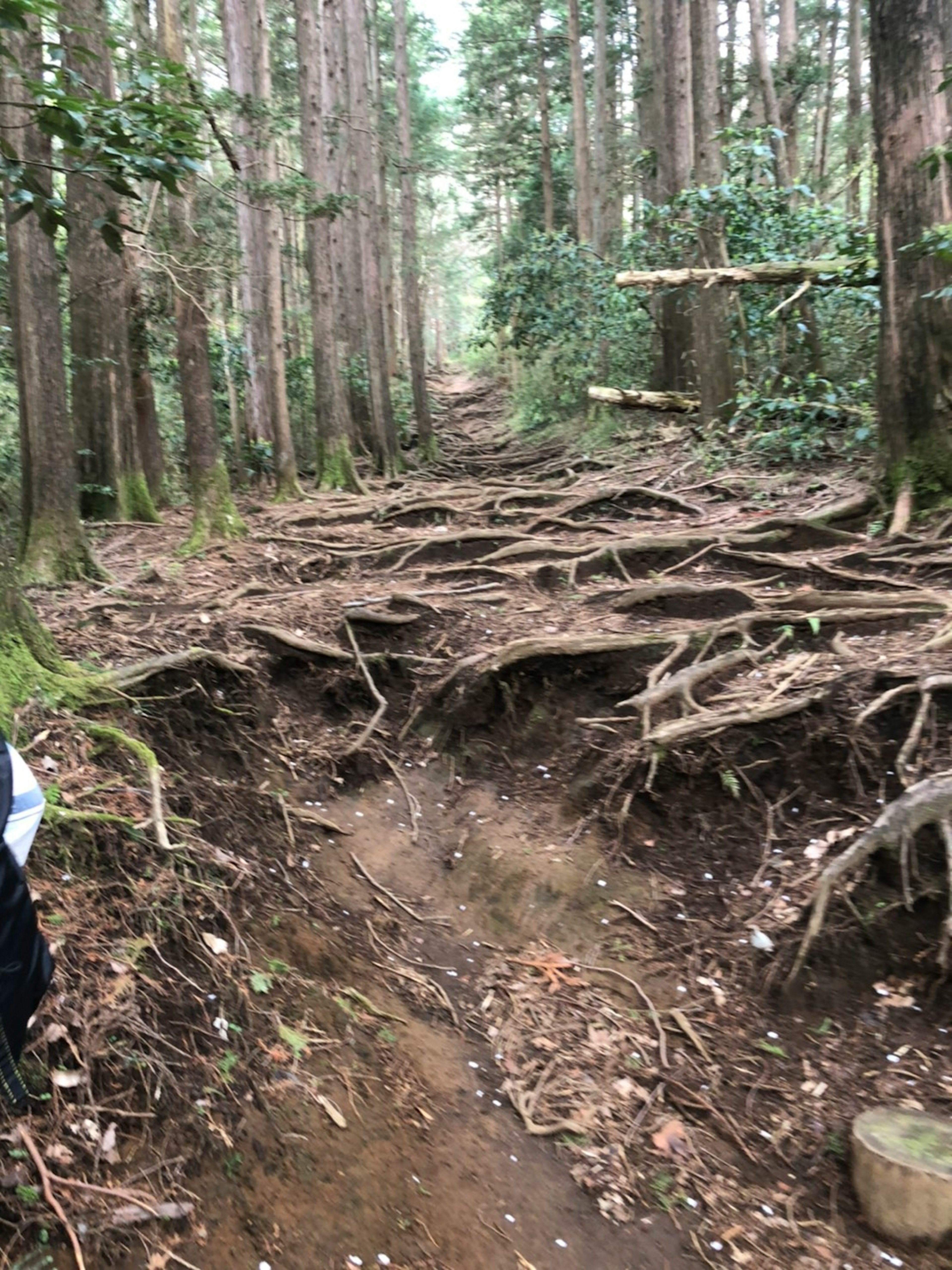 森の中の木の根が露出した小道