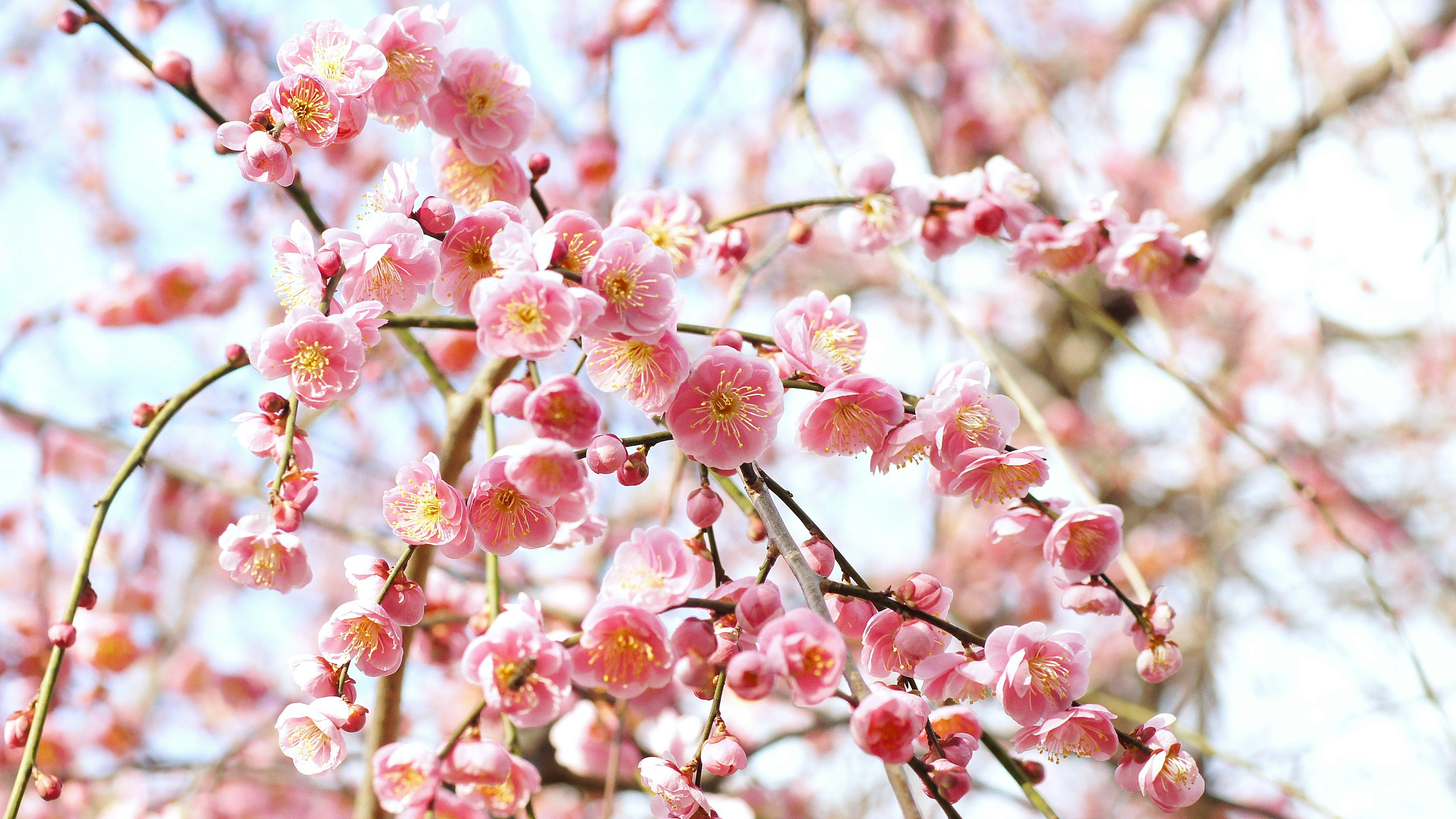 Close-up of blooming cherry blossoms on branches