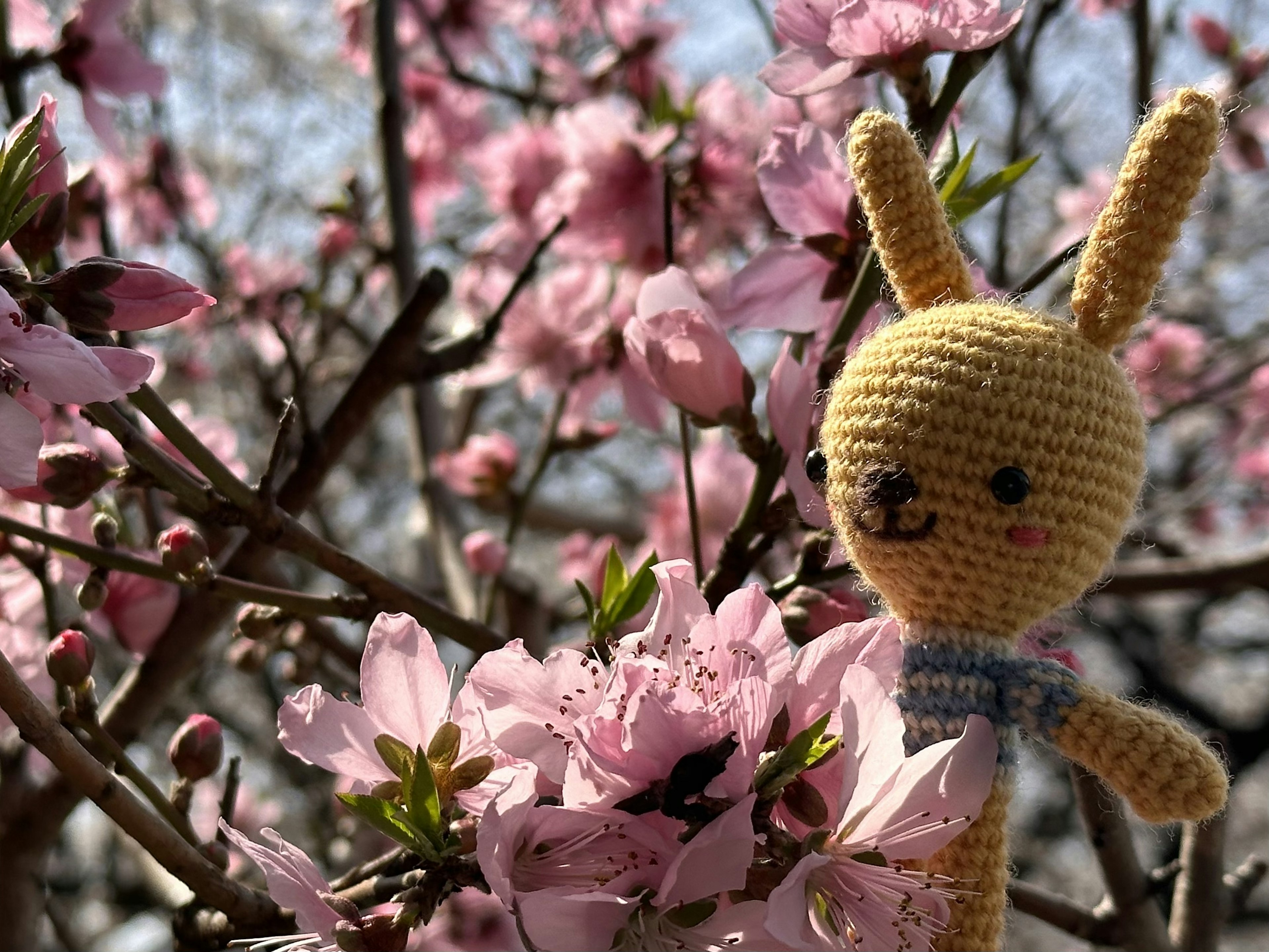 Gehäkeltes gelbes Kaninchen vor rosa Kirschblüten