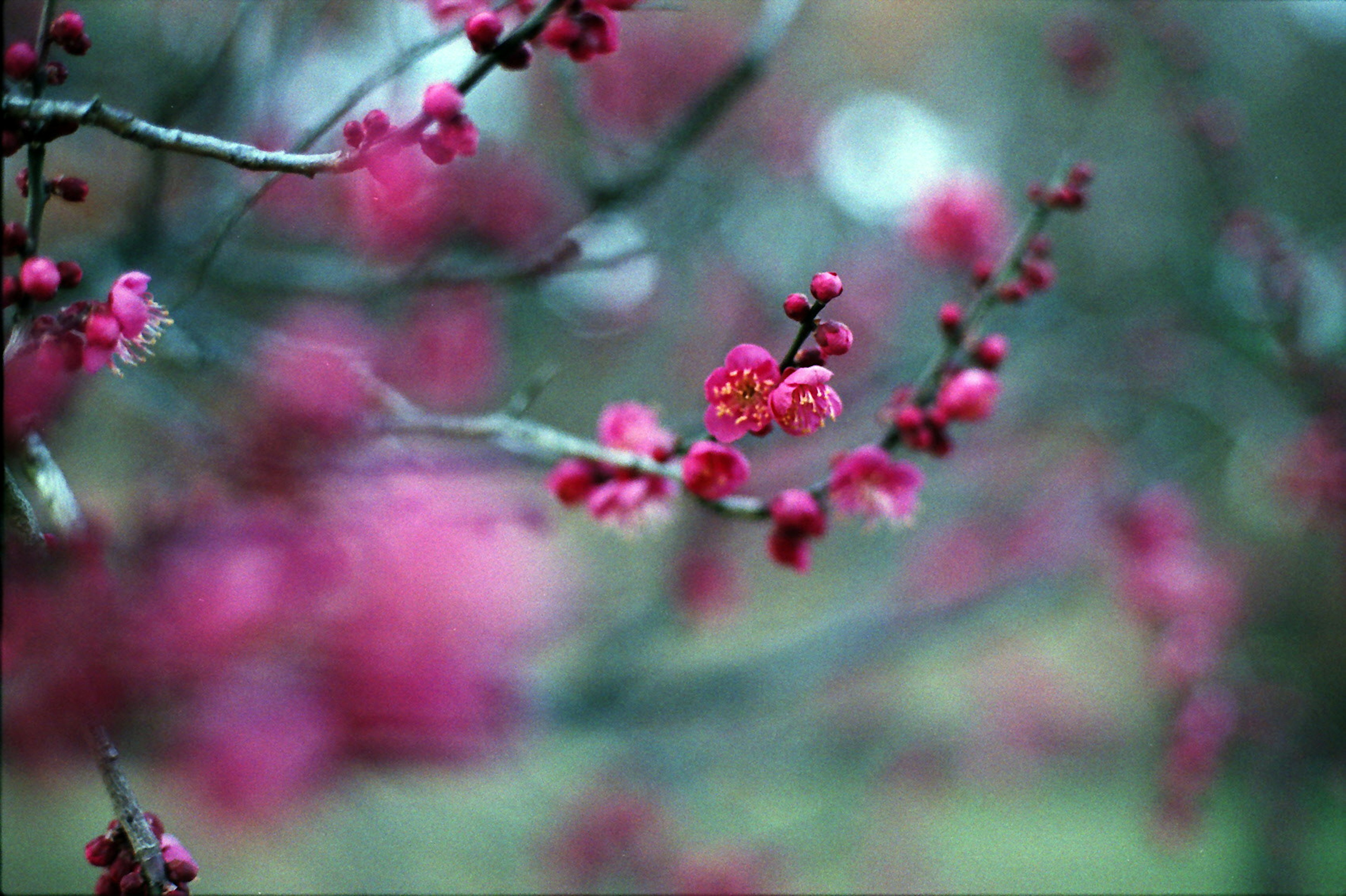 Primo piano di rami di ciliegio con fiori rosa vivaci