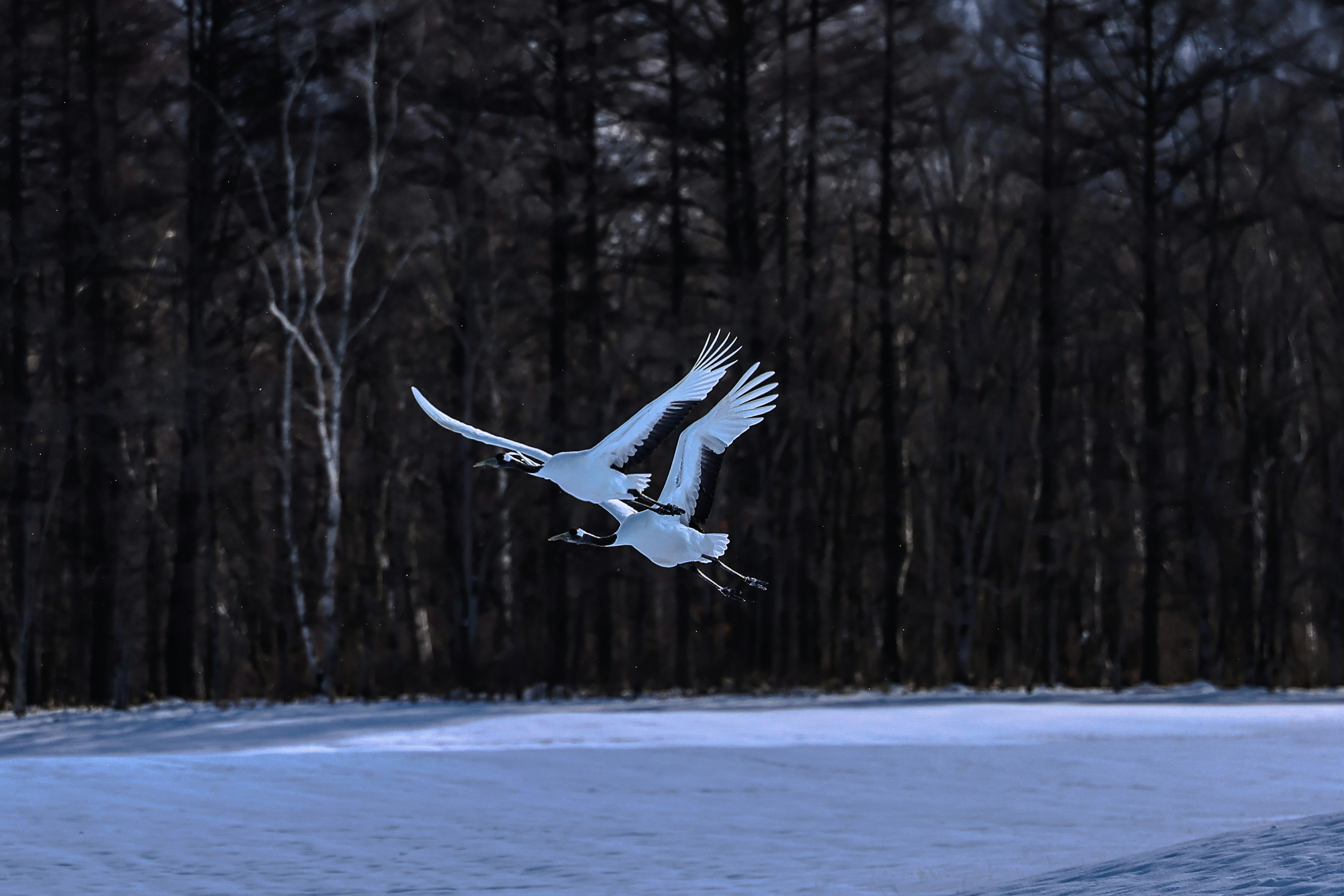 Dos cisnes volando sobre un paisaje nevado