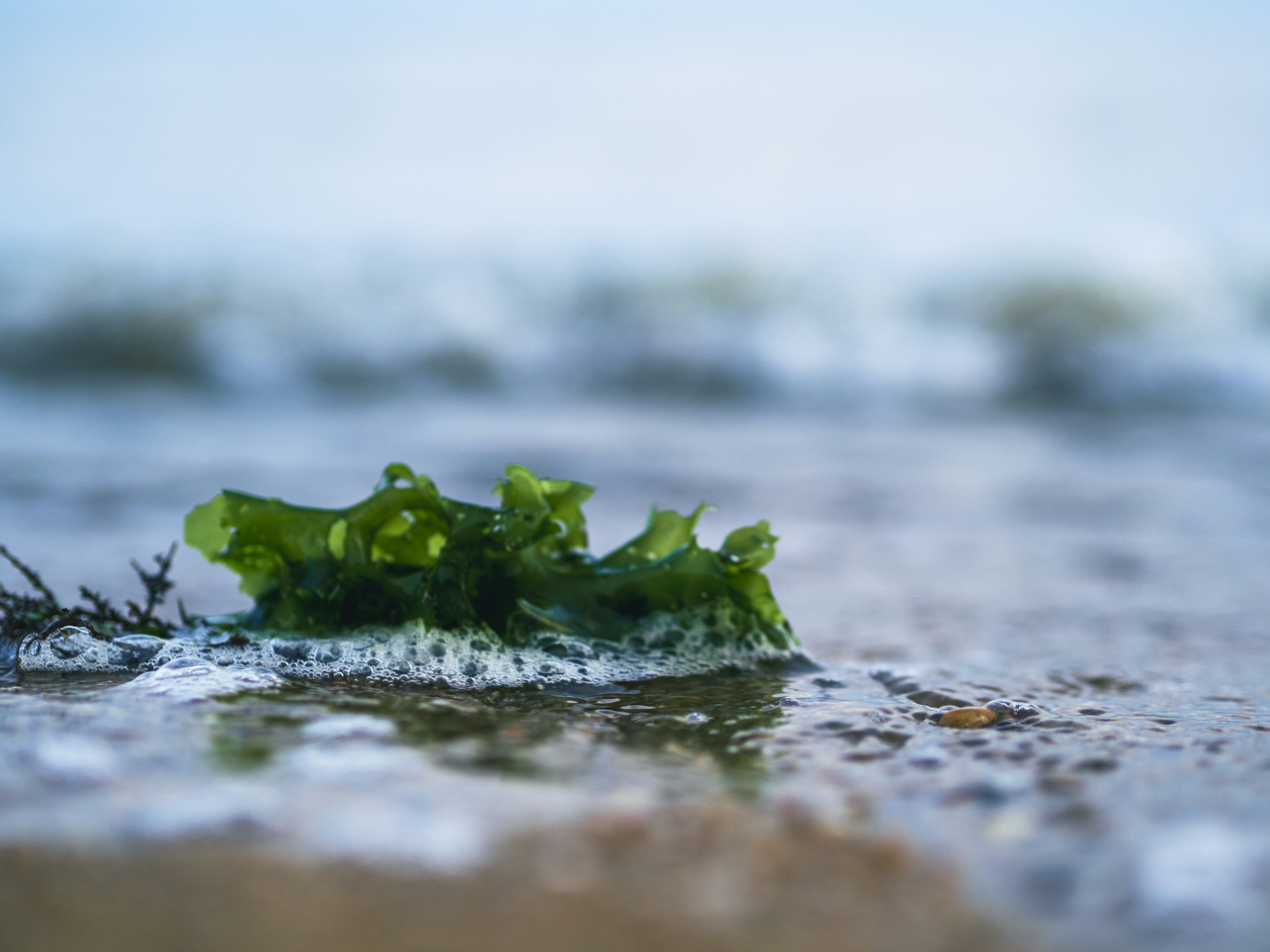 Green seaweed washed up on the shore with ocean waves