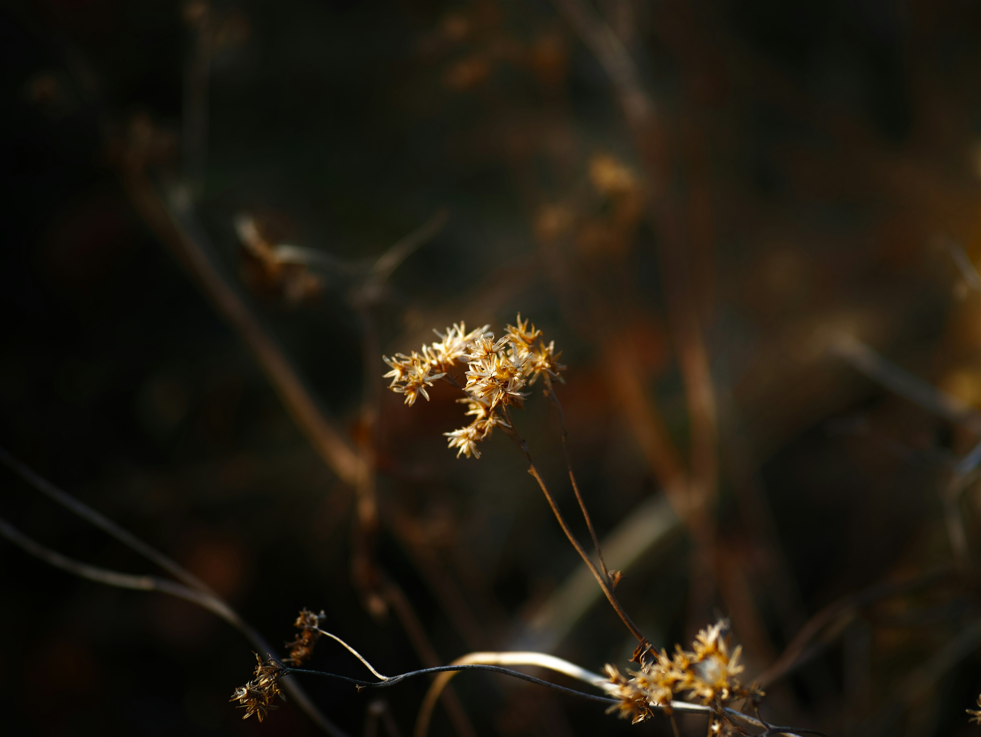 暗い背景に浮かぶ乾燥した花の茎と小さな花