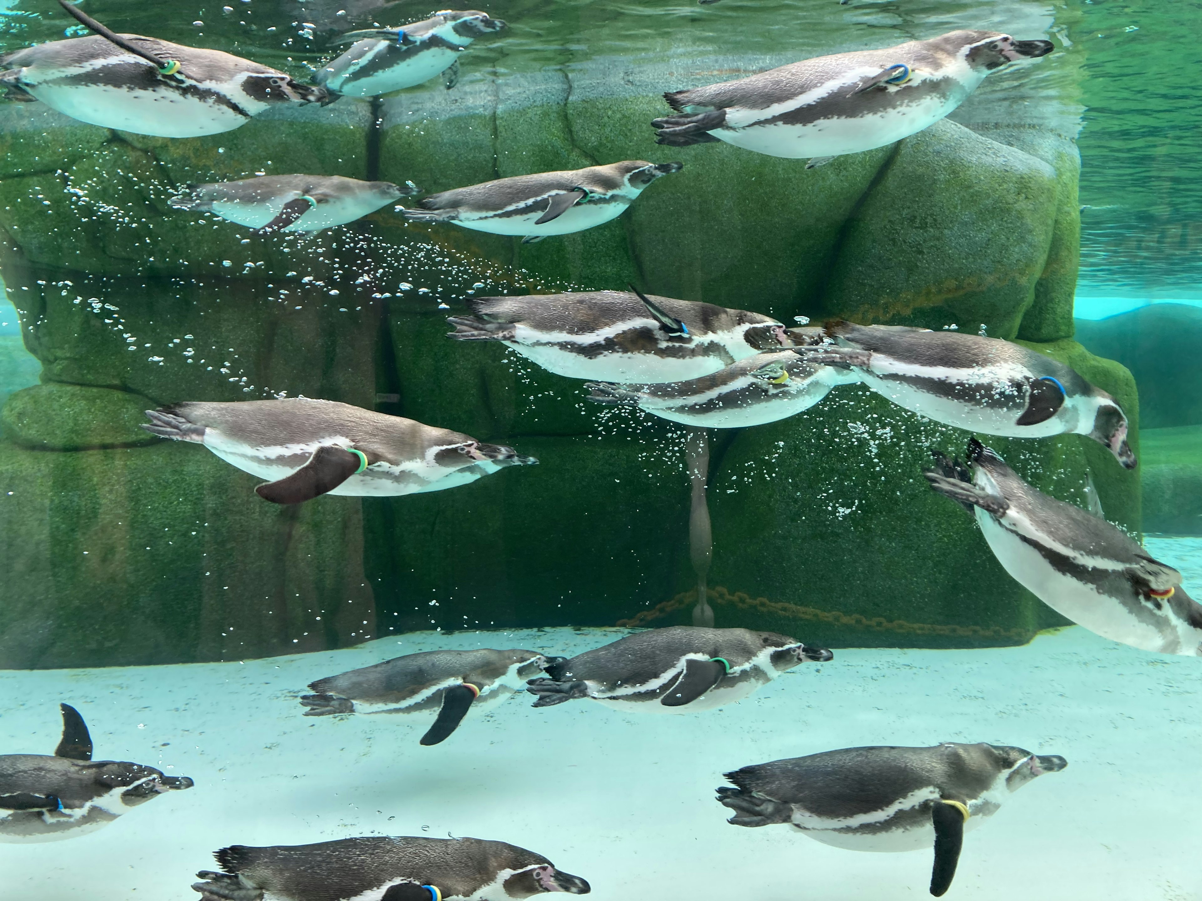 水中を泳ぐペンギンの群れと緑の背景