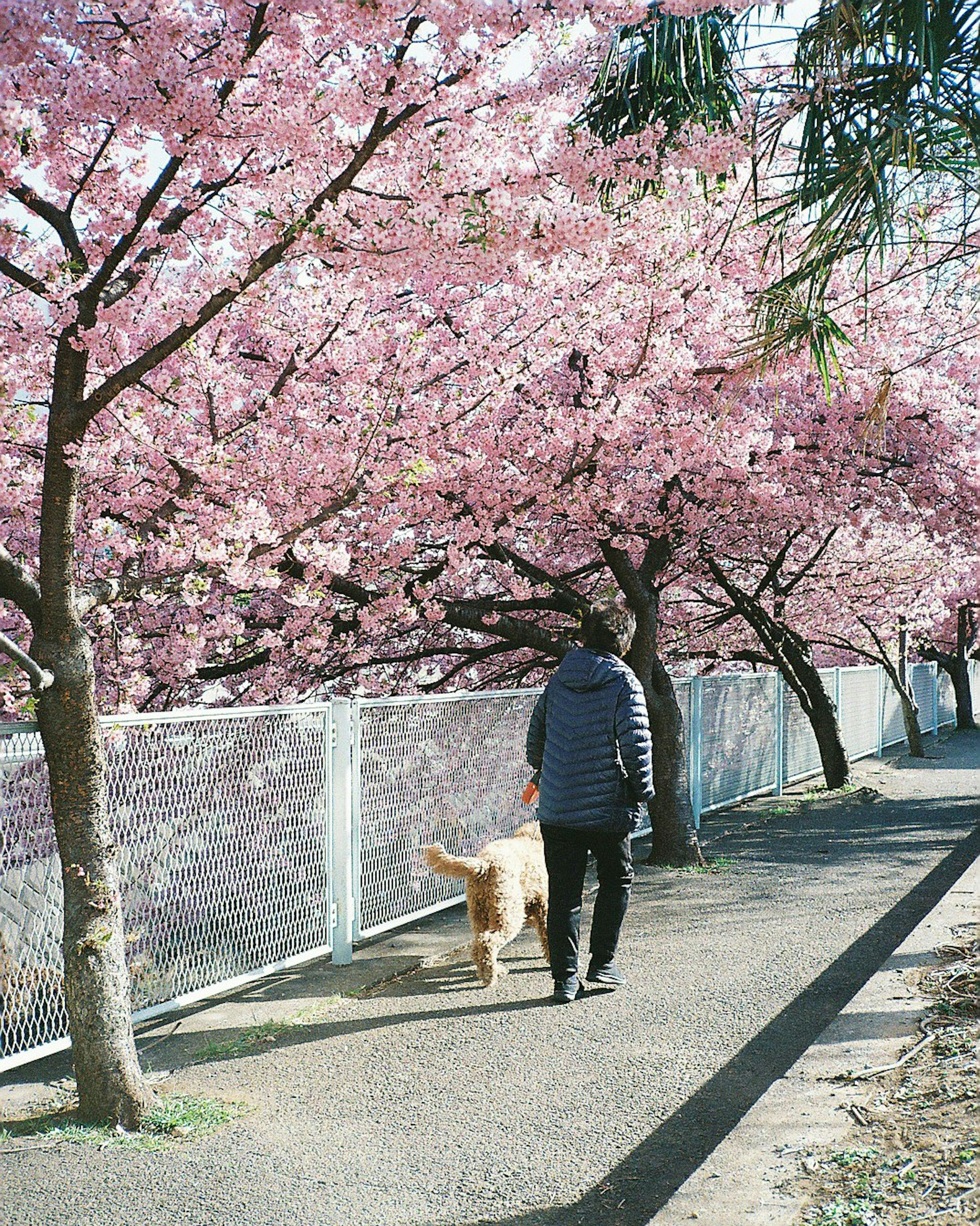 Seseorang yang berjalan dengan anjing di bawah pohon sakura berwarna pink