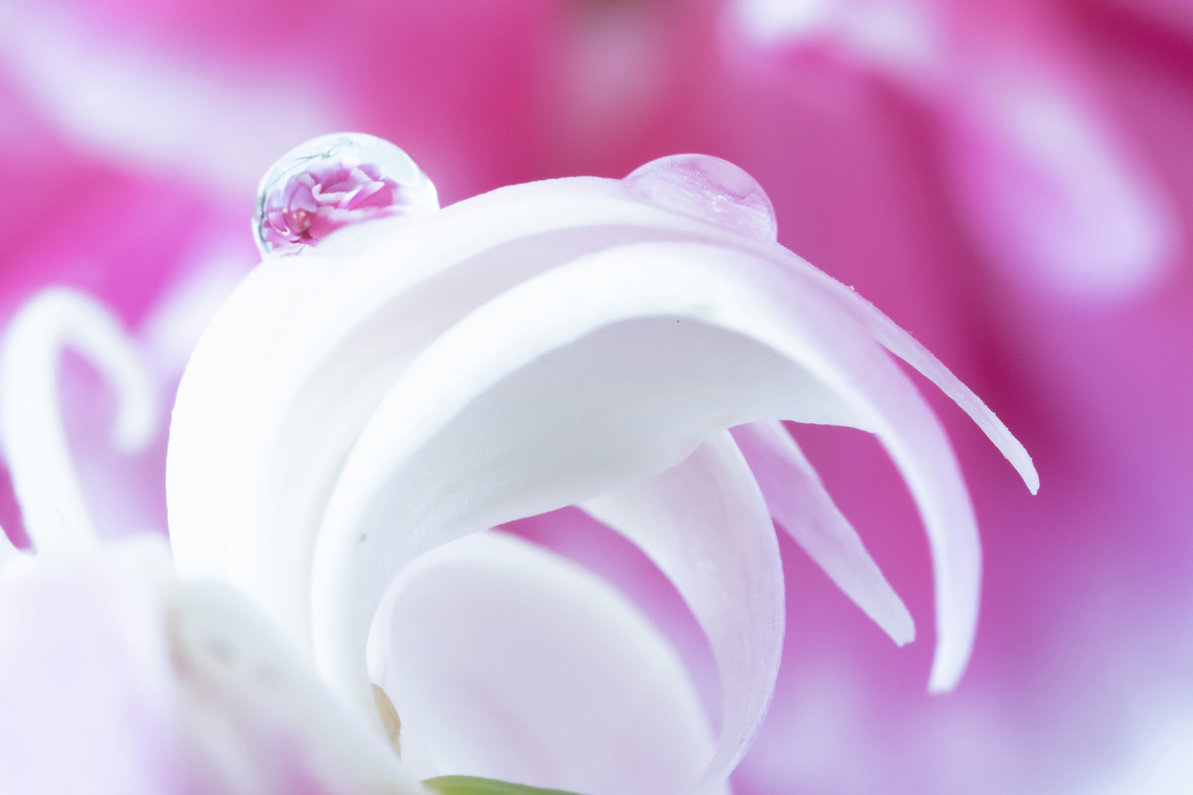 Acercamiento de una hermosa flor con pétalos blancos y gotas de agua distintivas