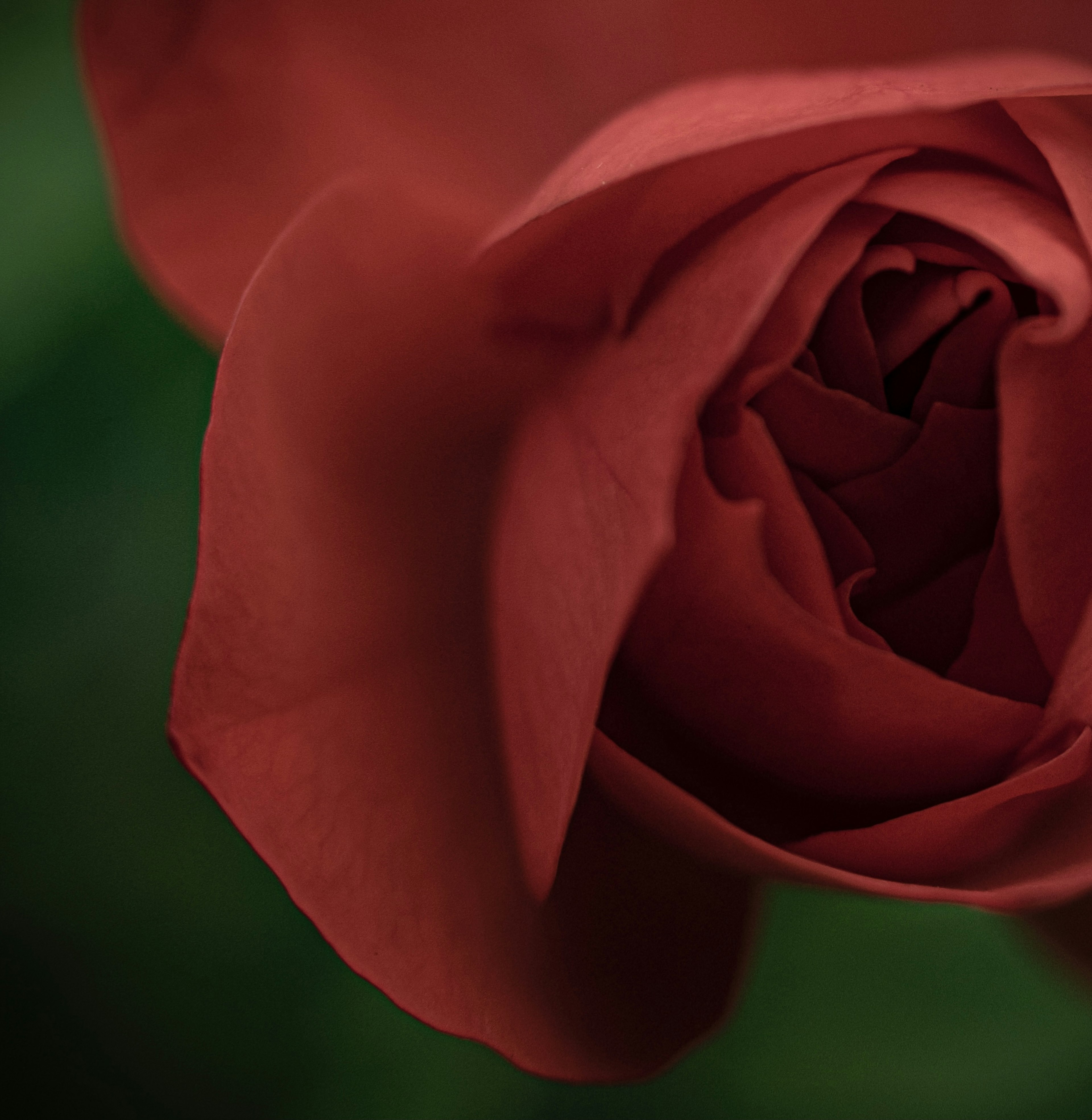 Close-up dari petal mawar merah tua