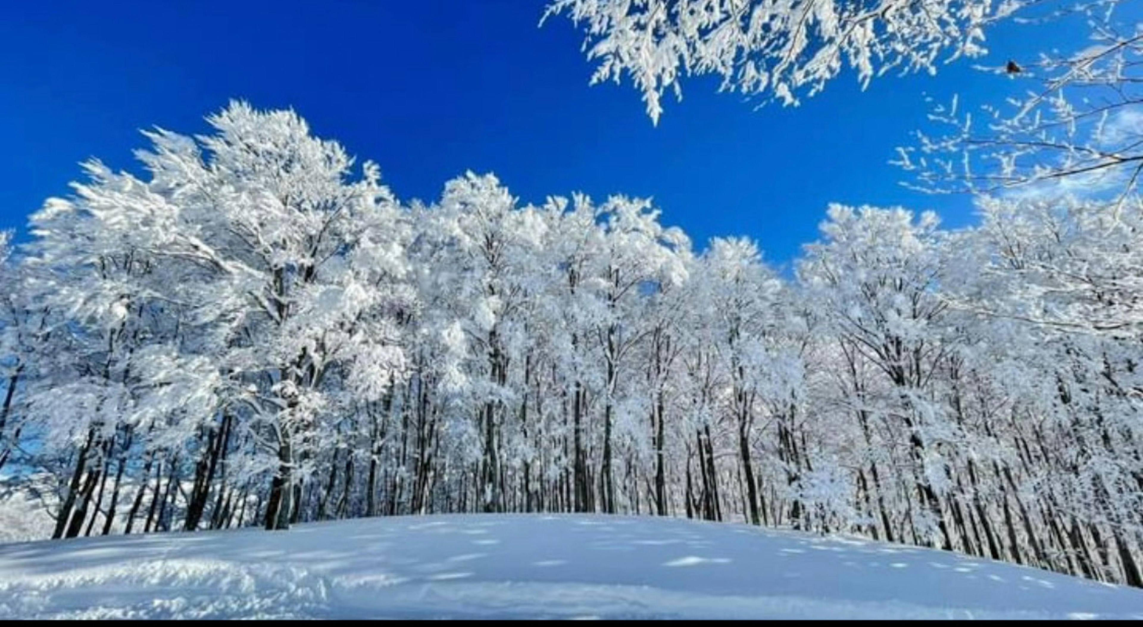 雪に覆われた木々と青空の風景